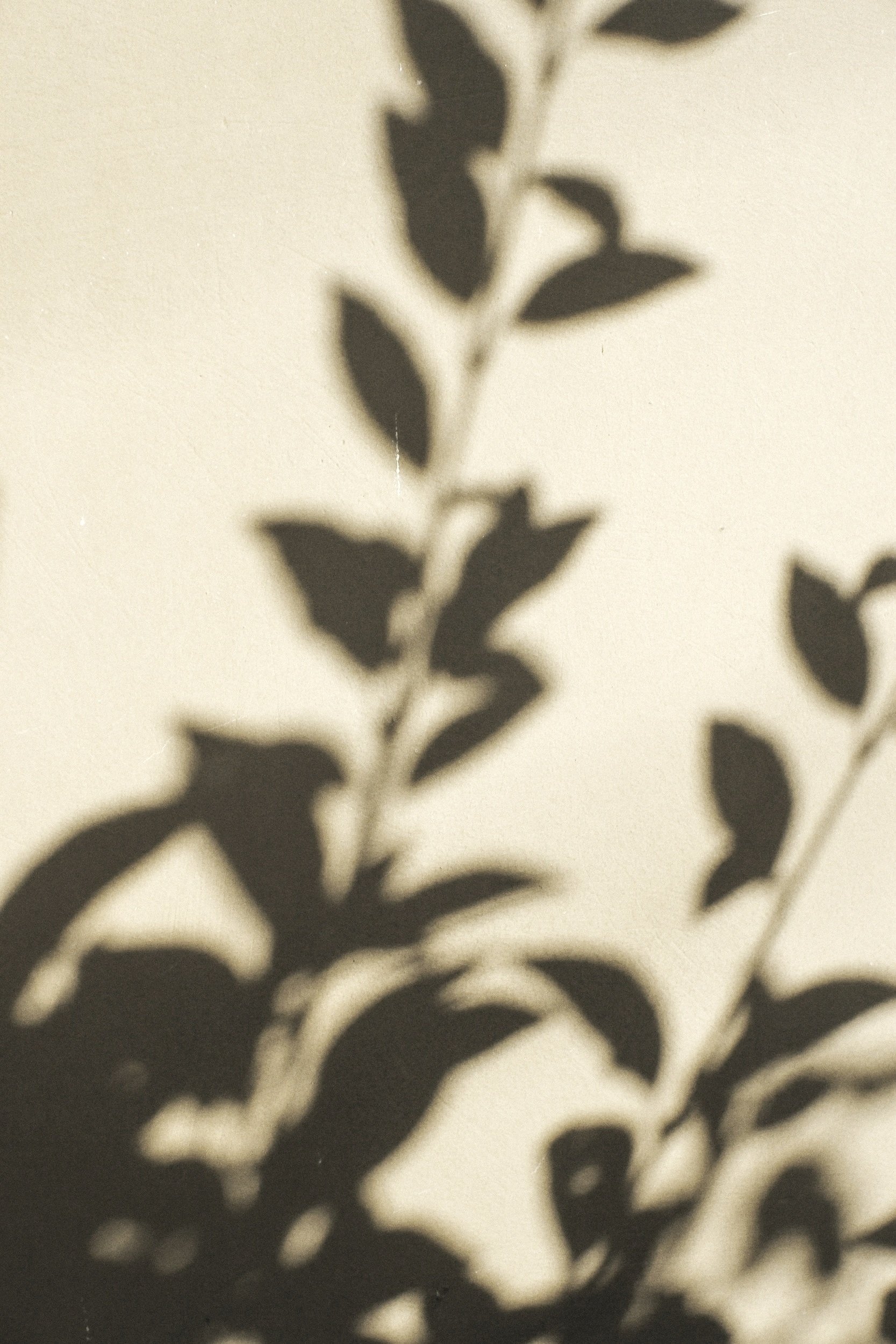 Shadow of a plant with leaves cast on a wall.