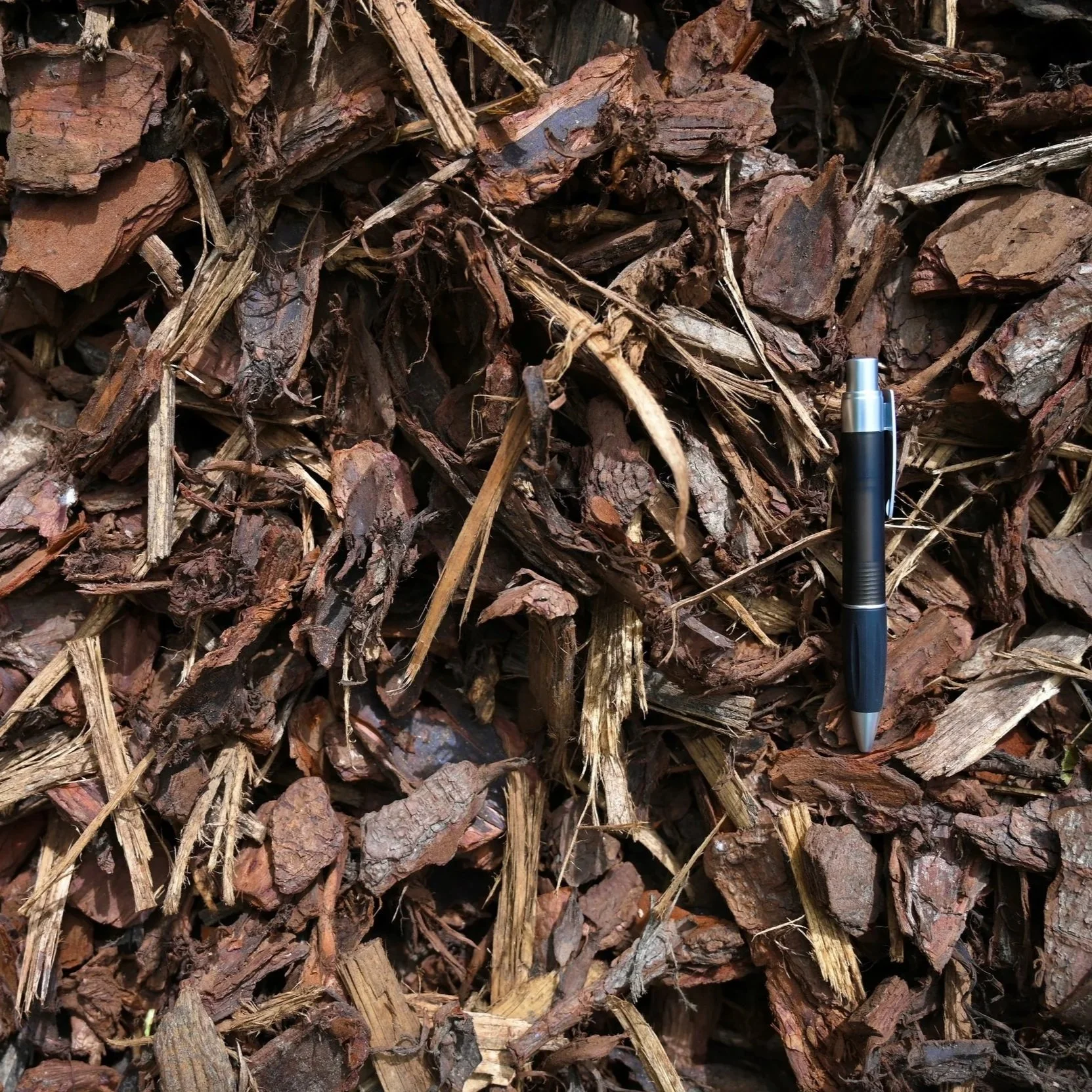 Copy+of+Forest+Floor.jpg