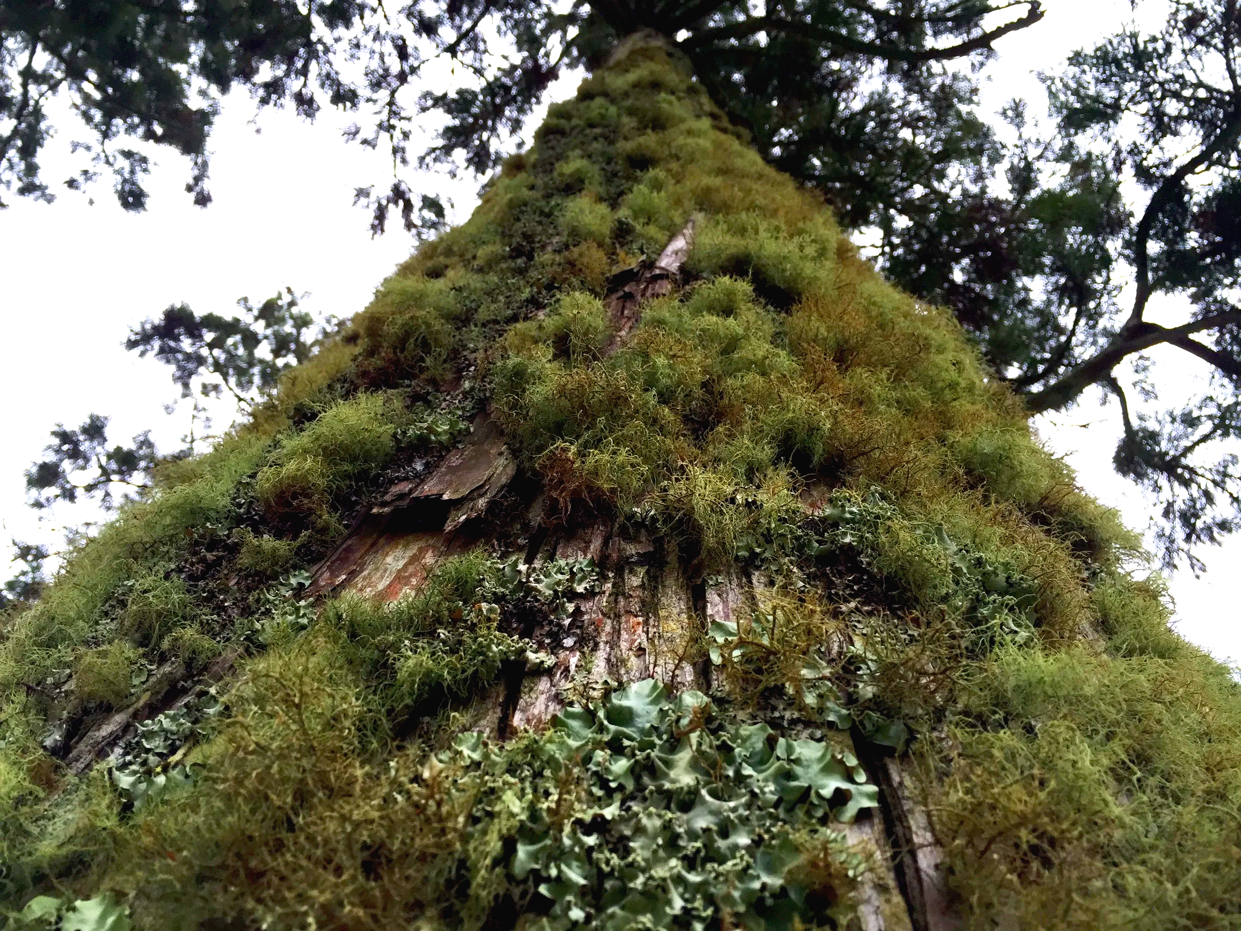 perspective up a tree trunk covered in moss and lichen
