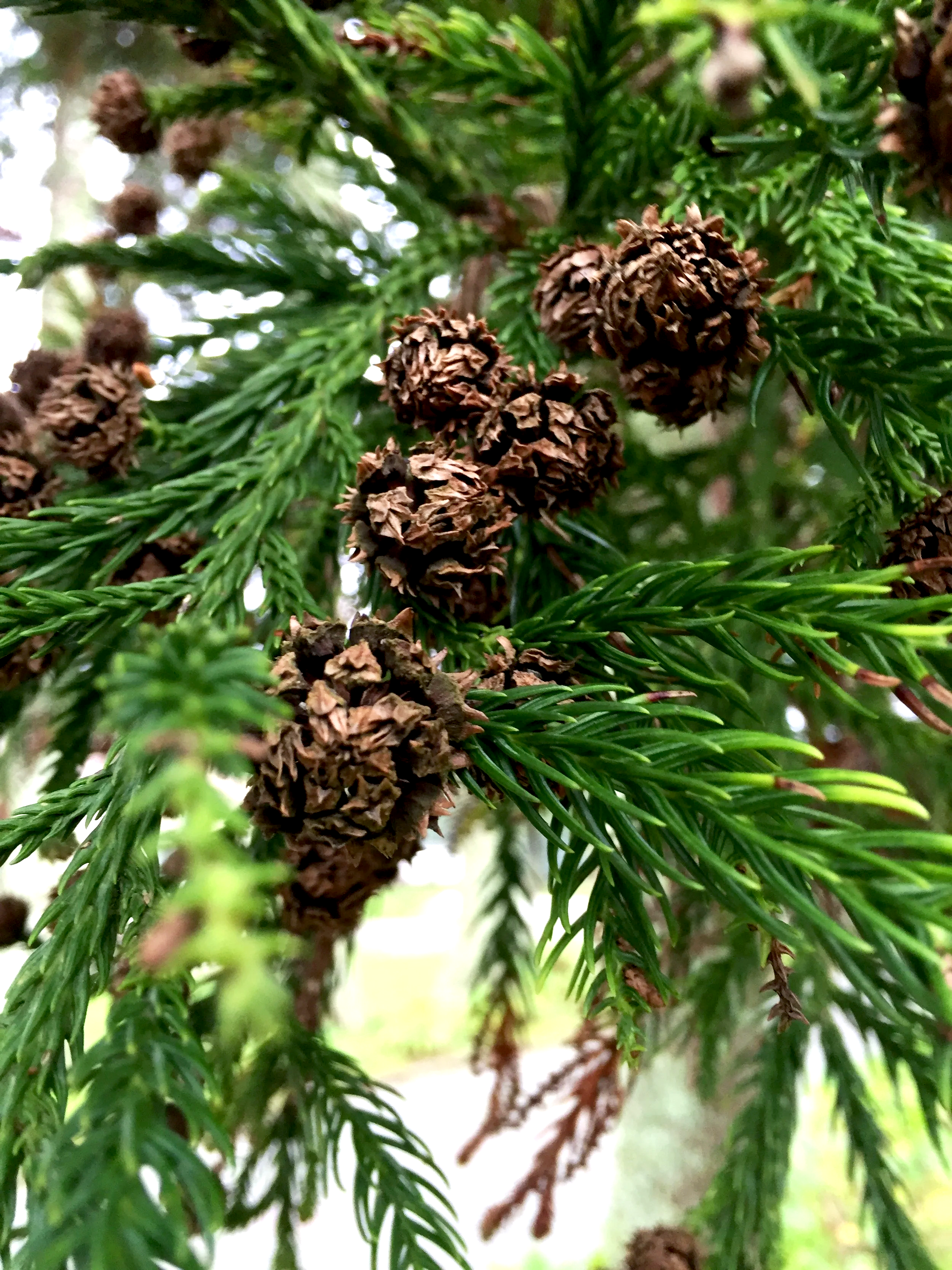cones of a Portuguese evergreen in closeup
