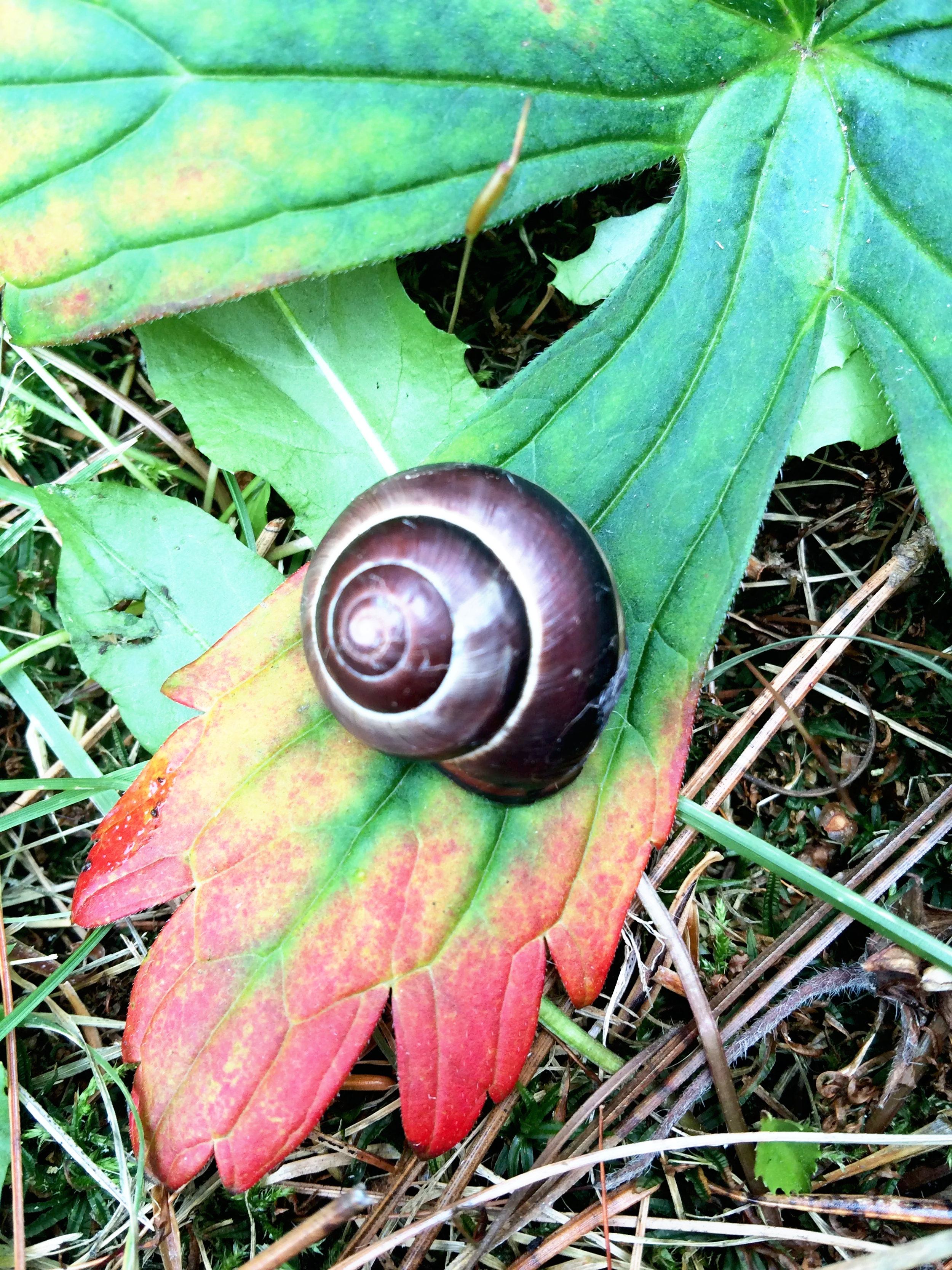 snail shell on a wild geranium leaf changing color