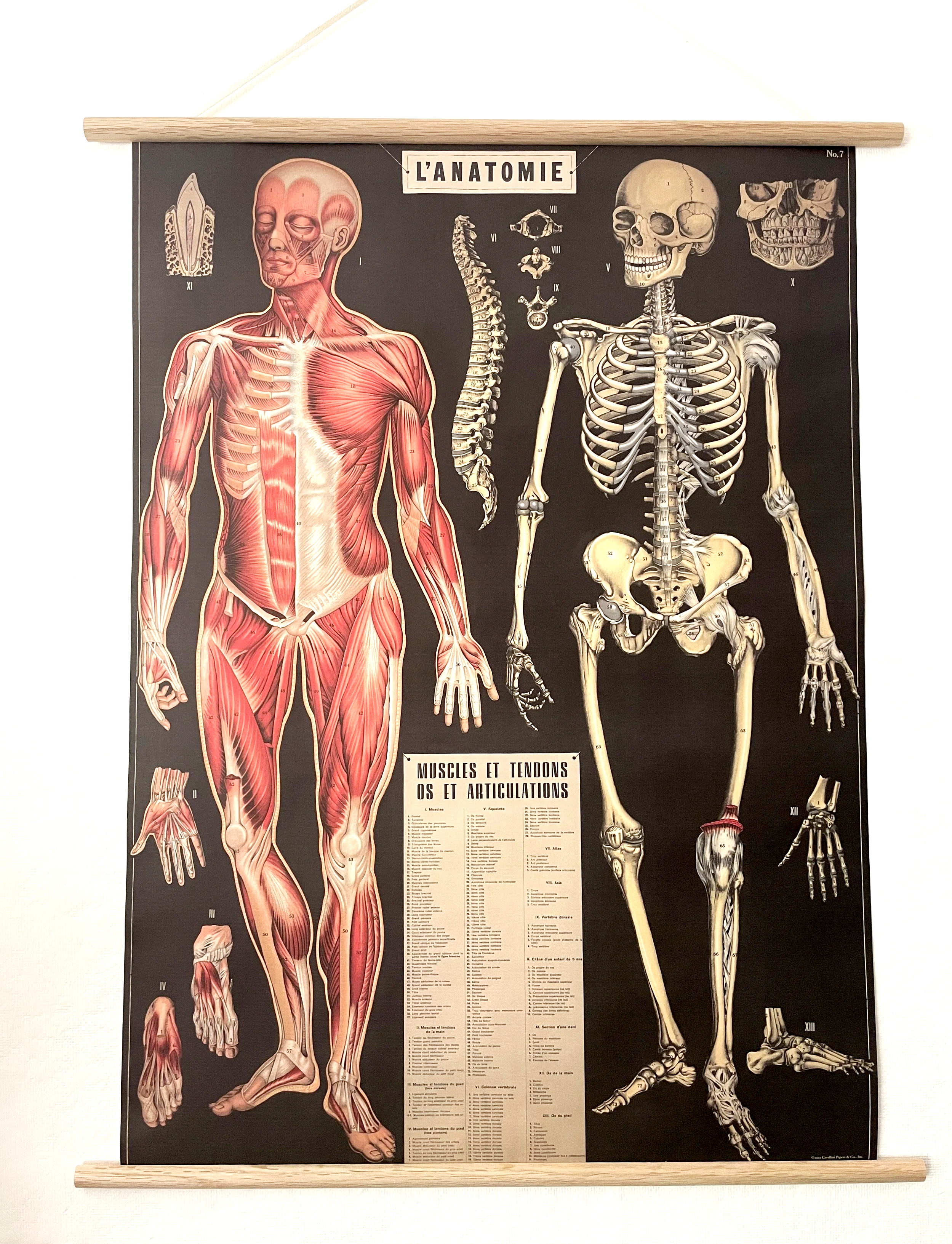 vintage French anatomy poster