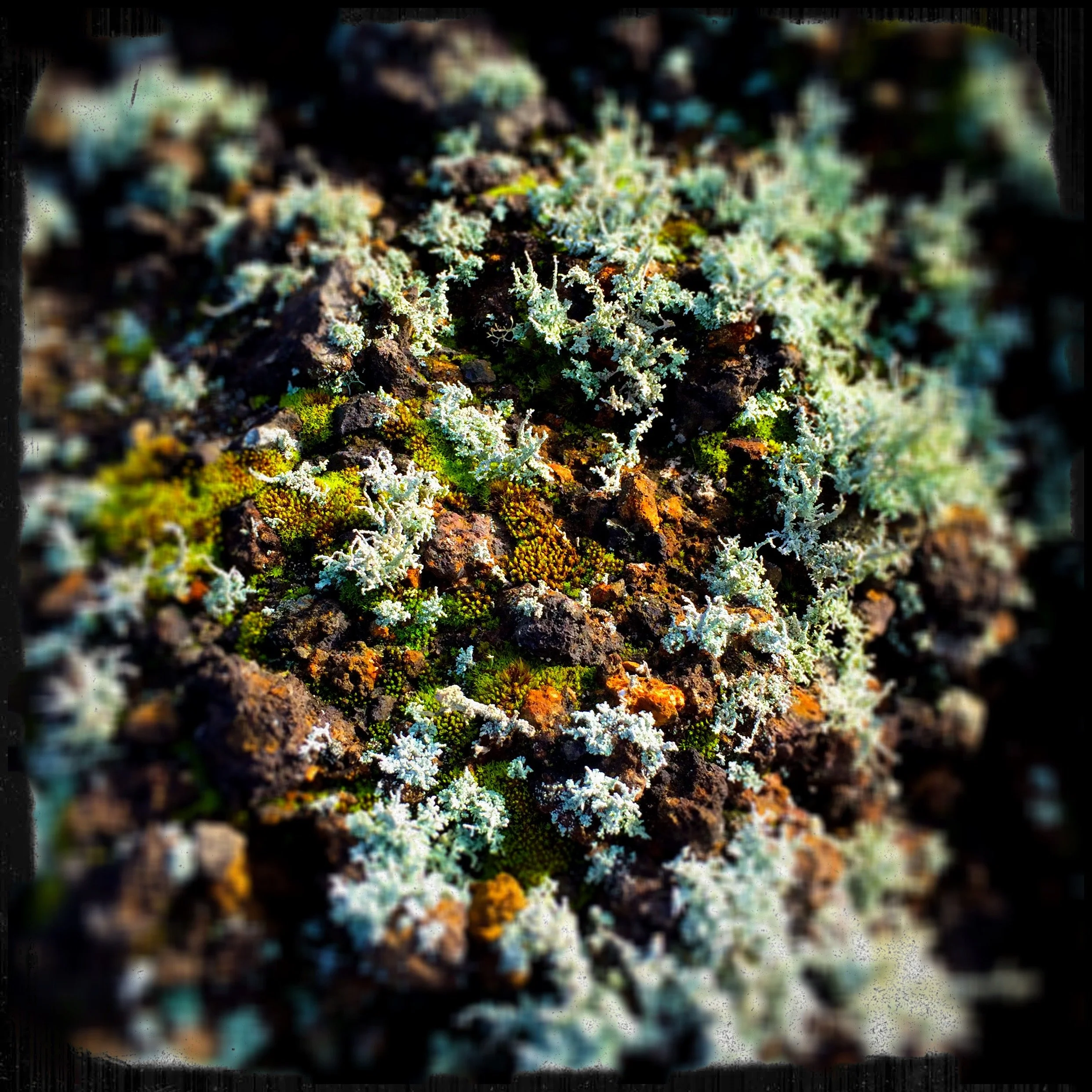 close up of a variety of moss and lichen