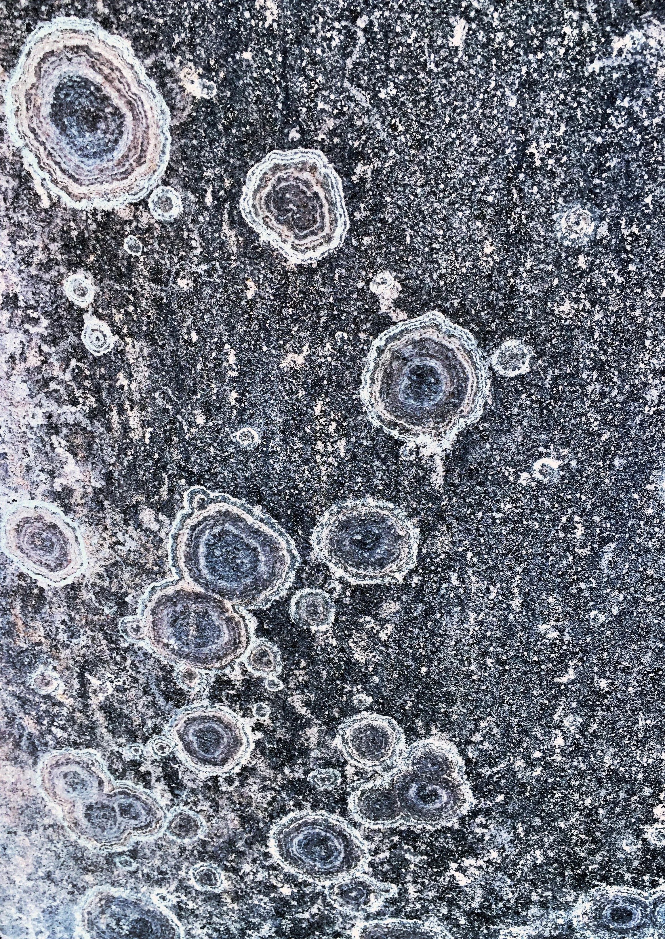 lichen on a stone wall