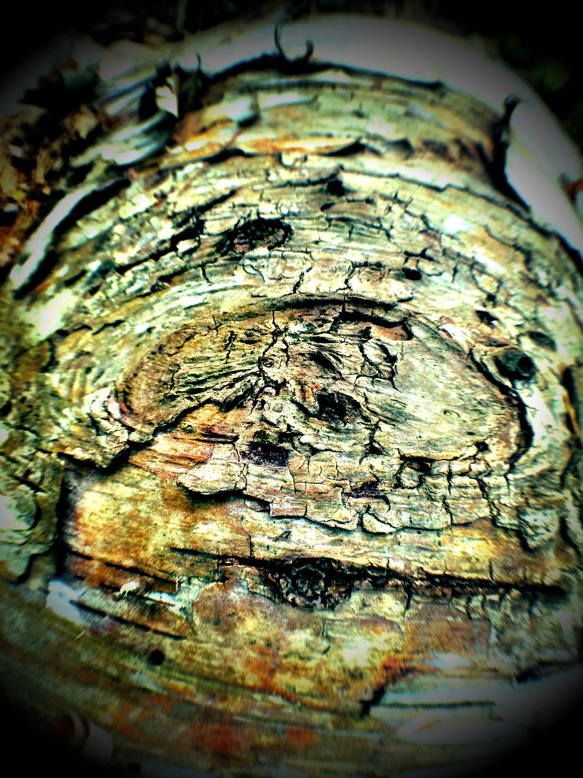 healed "eye" hole in birch bark