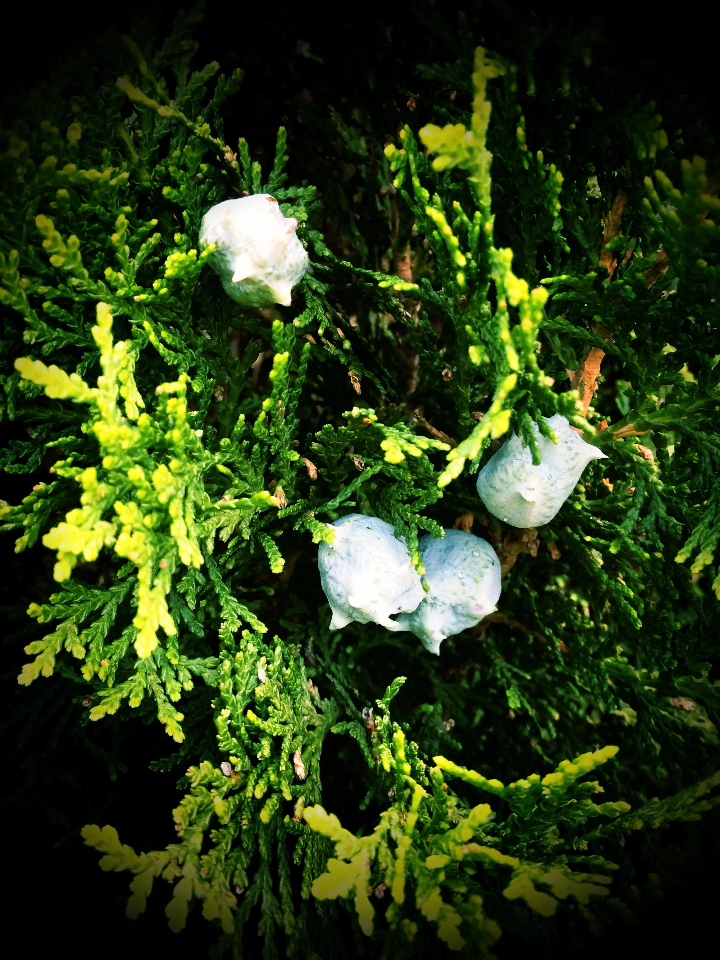 juniper berries growing on a juniper branch