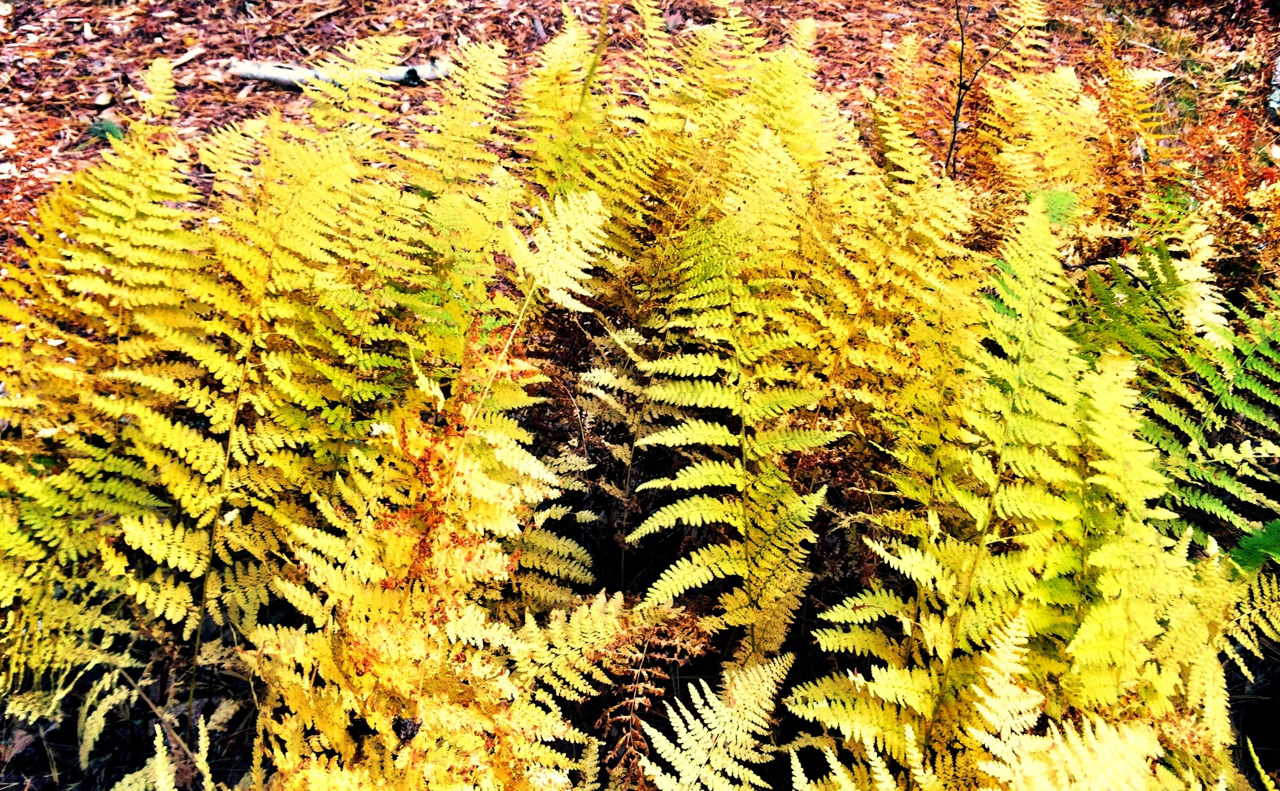 ferns seasonally turning color