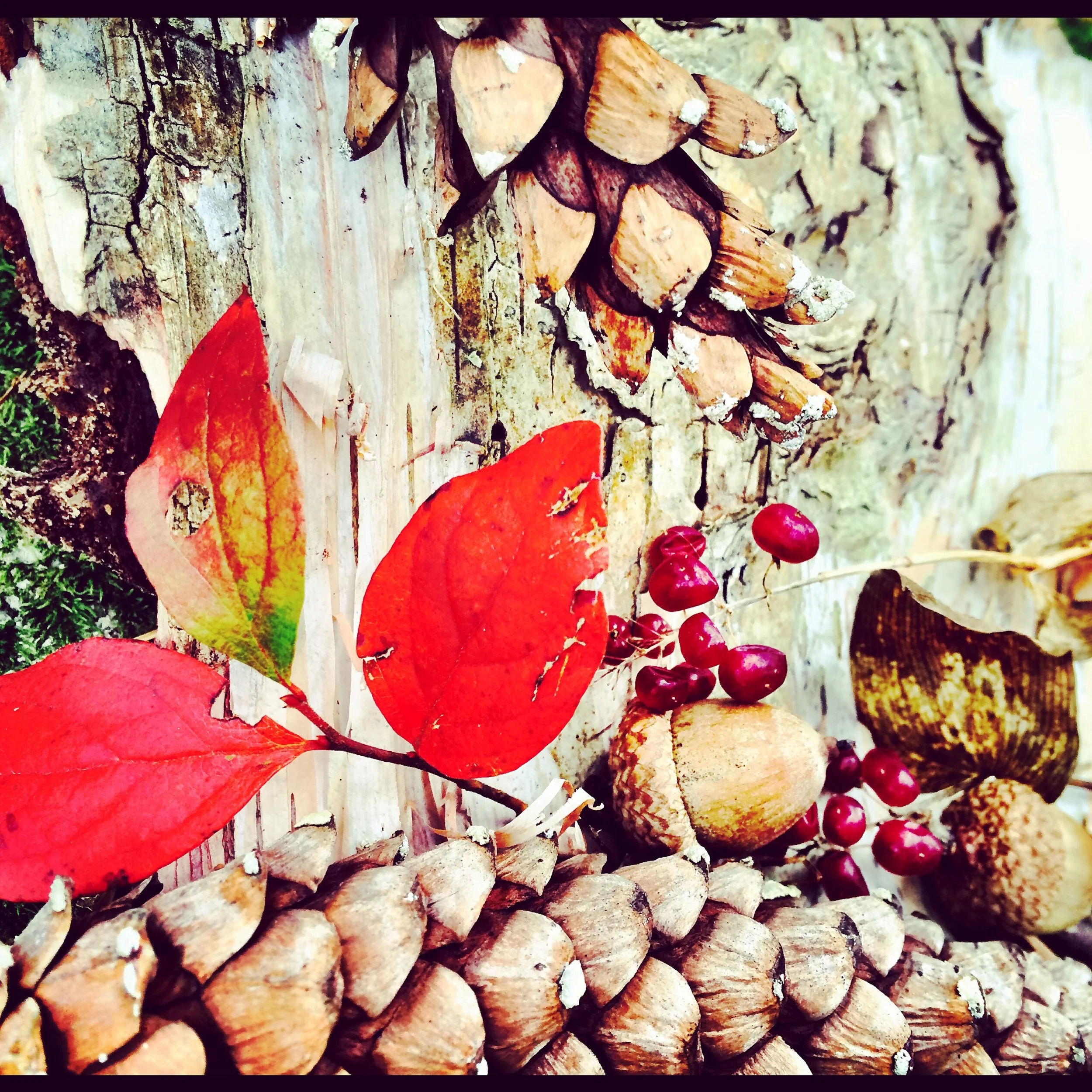 pine cones, acorns, birch bark, red leaves and bright red berries