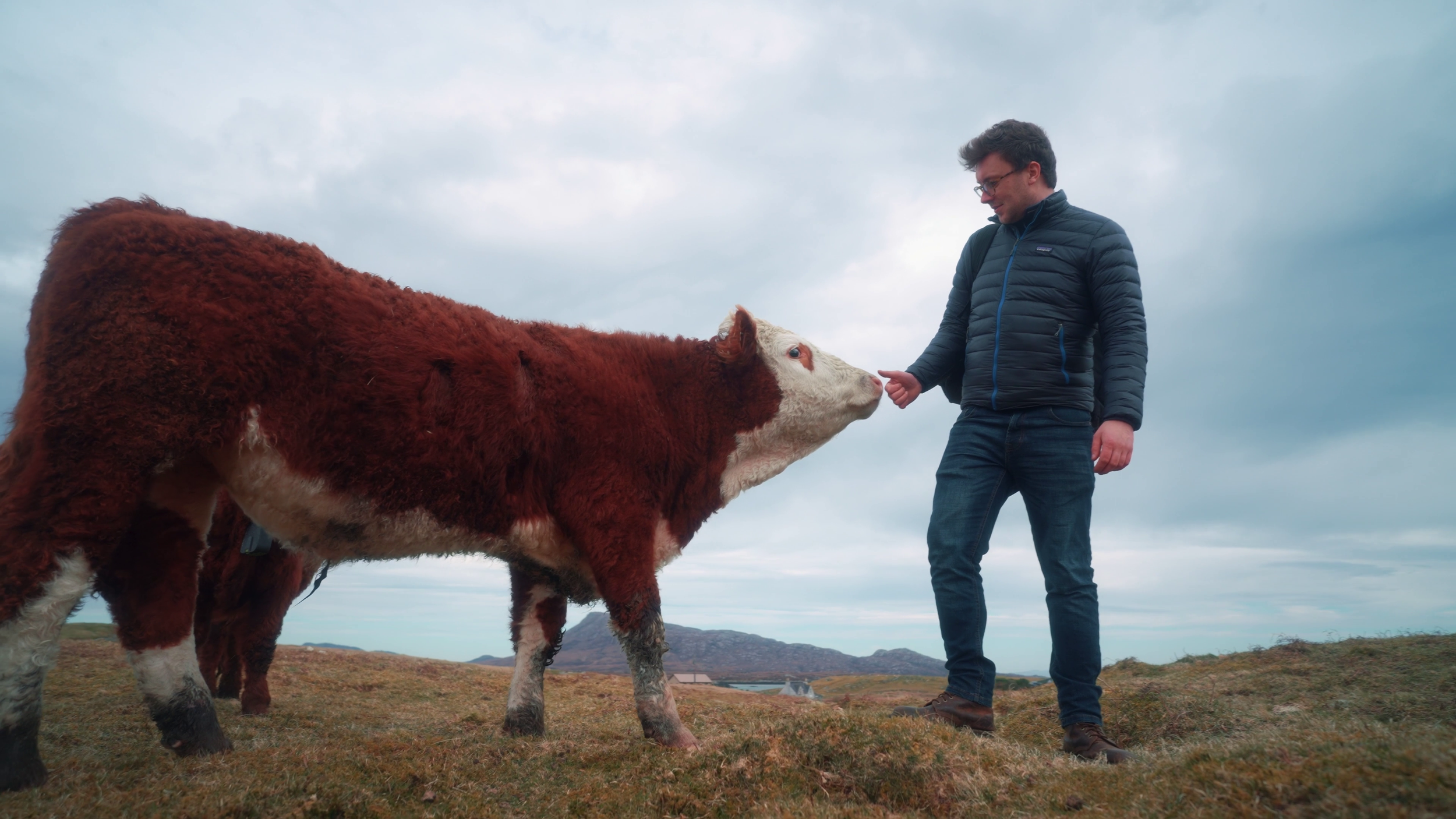 A man in a dark jacket touching nose of a brown and white cow on a grassy field under cloudy sky.