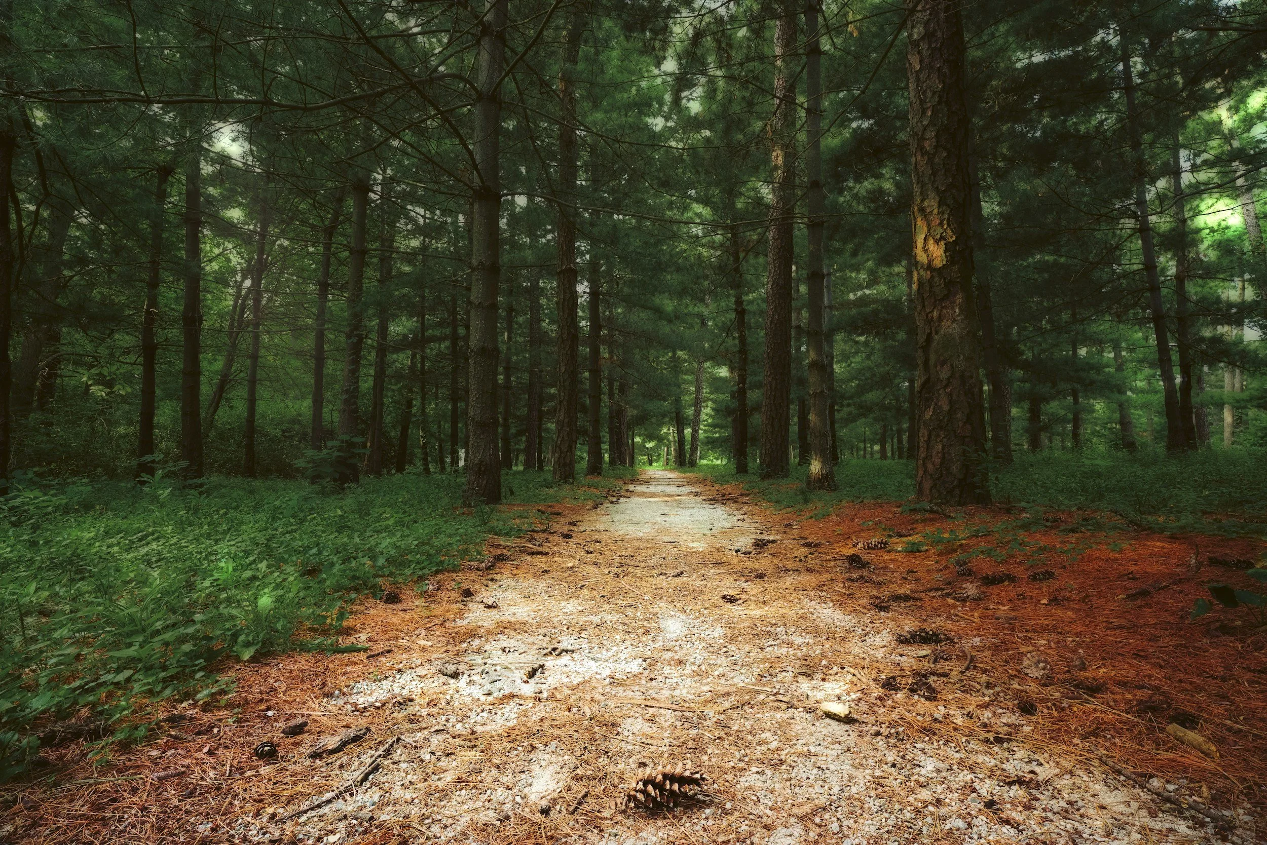 A dirt trail through a dense, green forest with tall trees and pinecones on the ground.