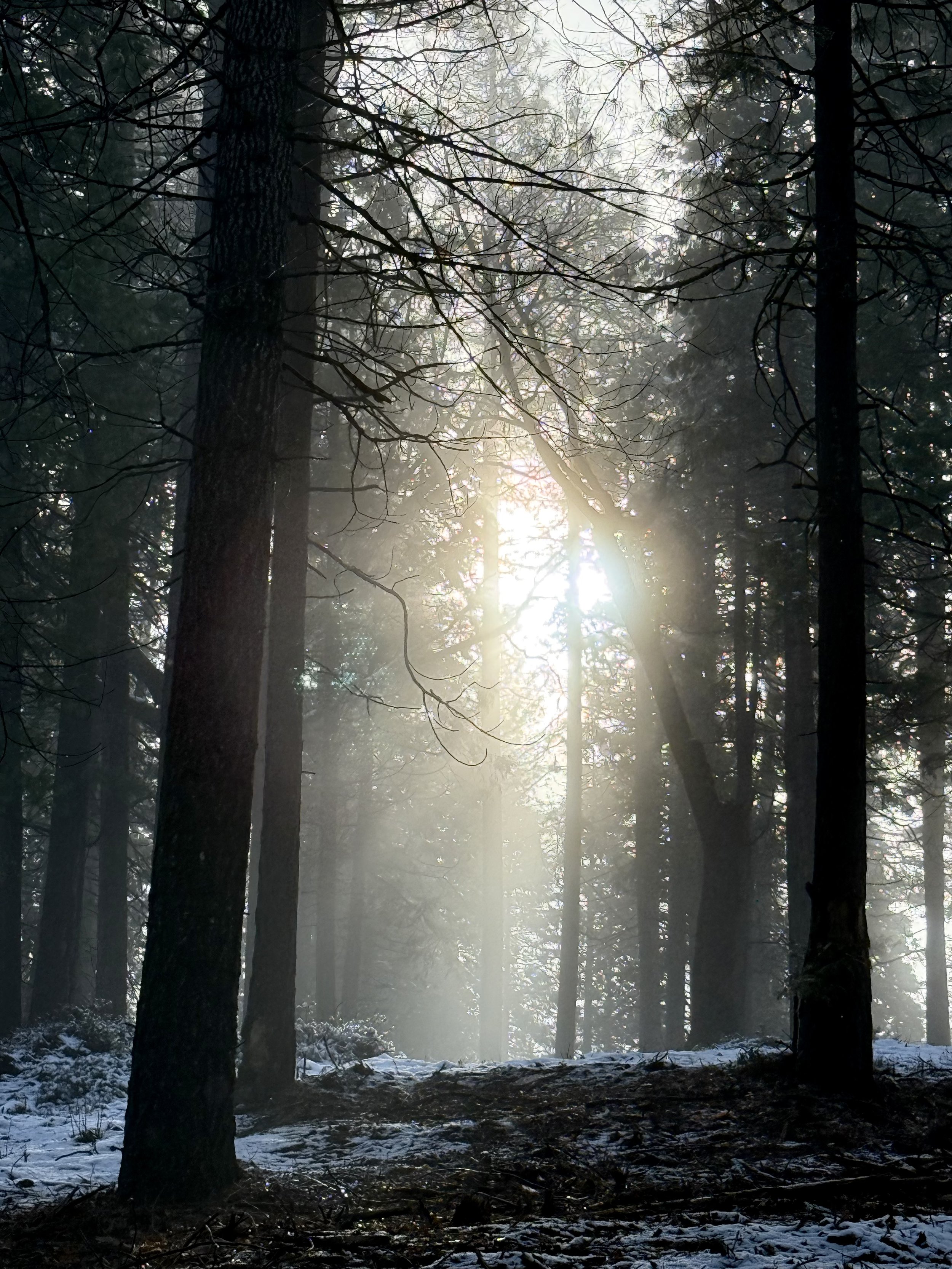 Sun shining through a forest of tall trees in a winter scene with snow on the ground.