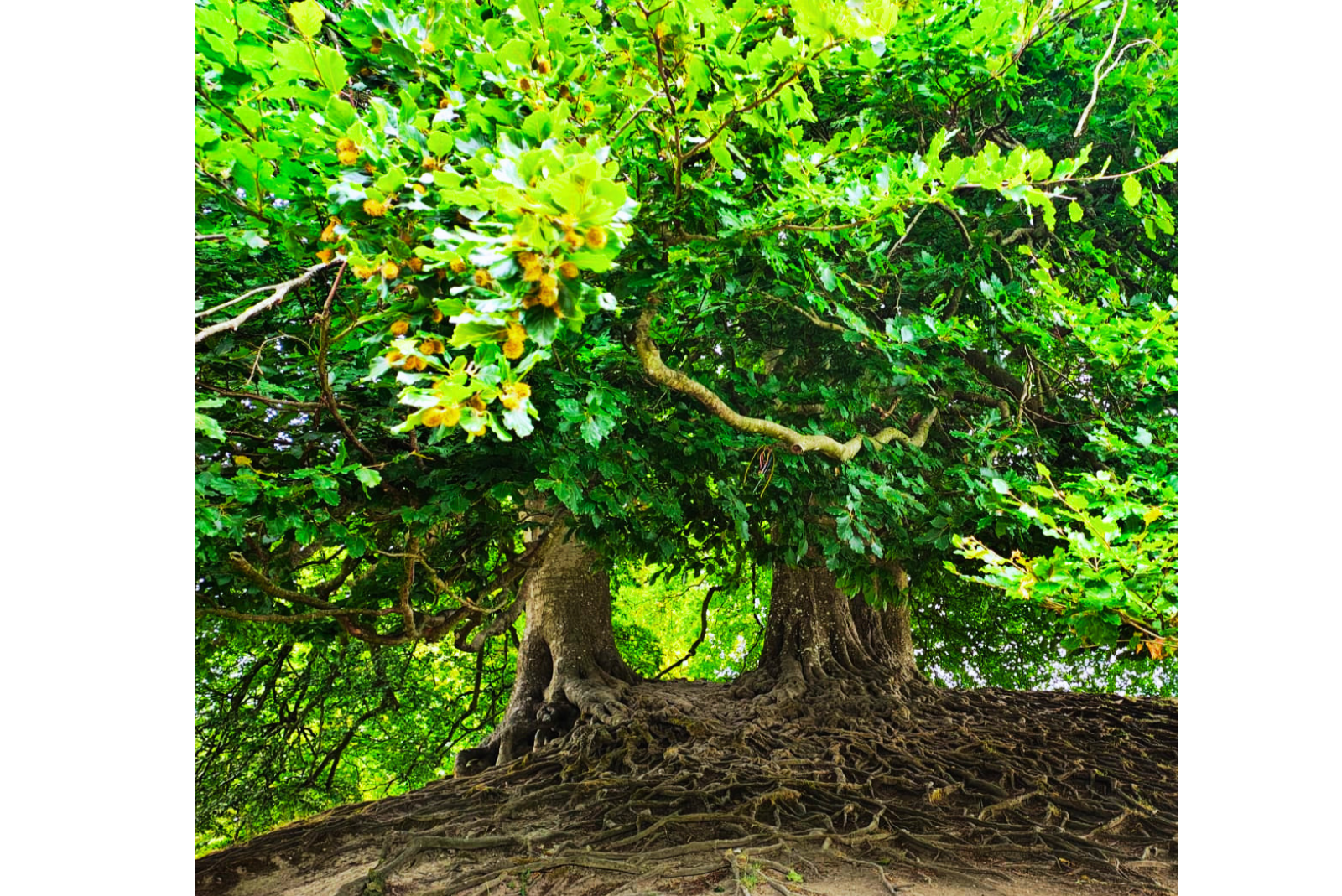 Large mature tree with exposed roots and a lush green canopy, viewed from below.