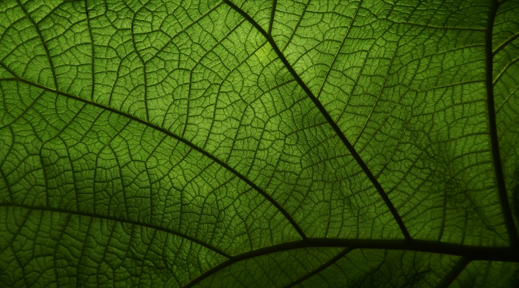Close-up of a green leaf showing its detailed network of veins.
