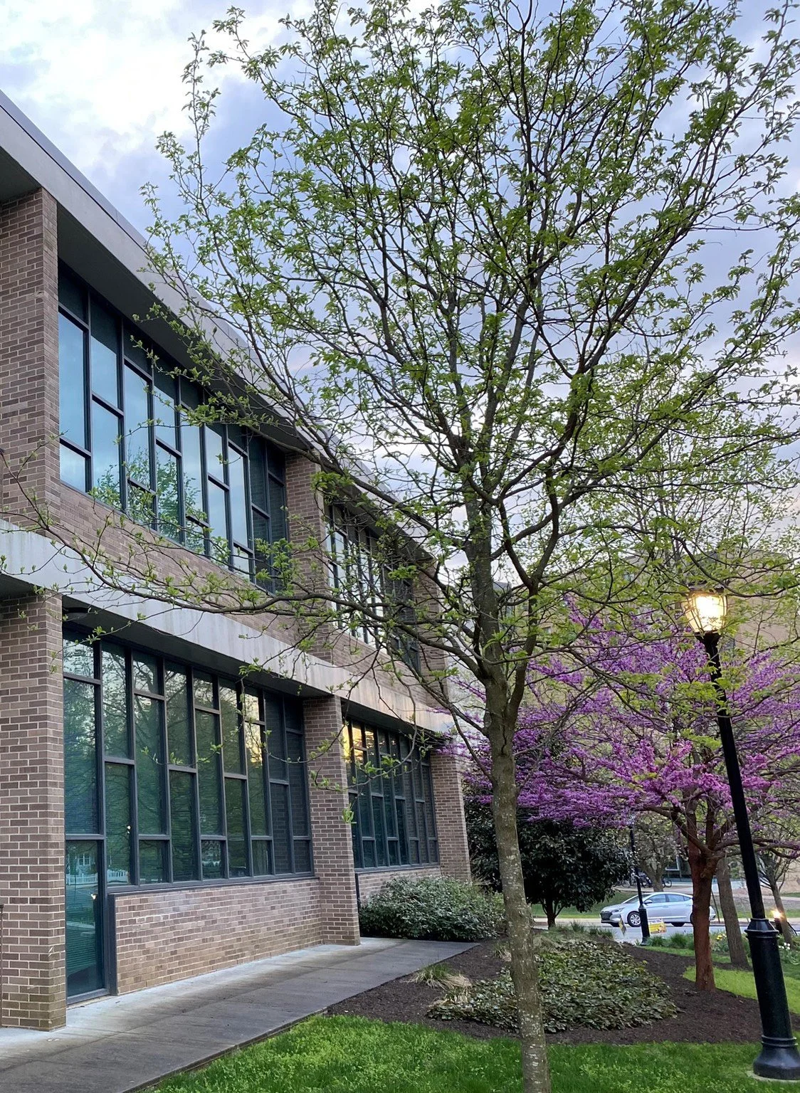 A brick academic building with large windows, a sidewalk, and trees with budding leaves and purple blossoms, streetlamp turned on, and cars on the street in the background.