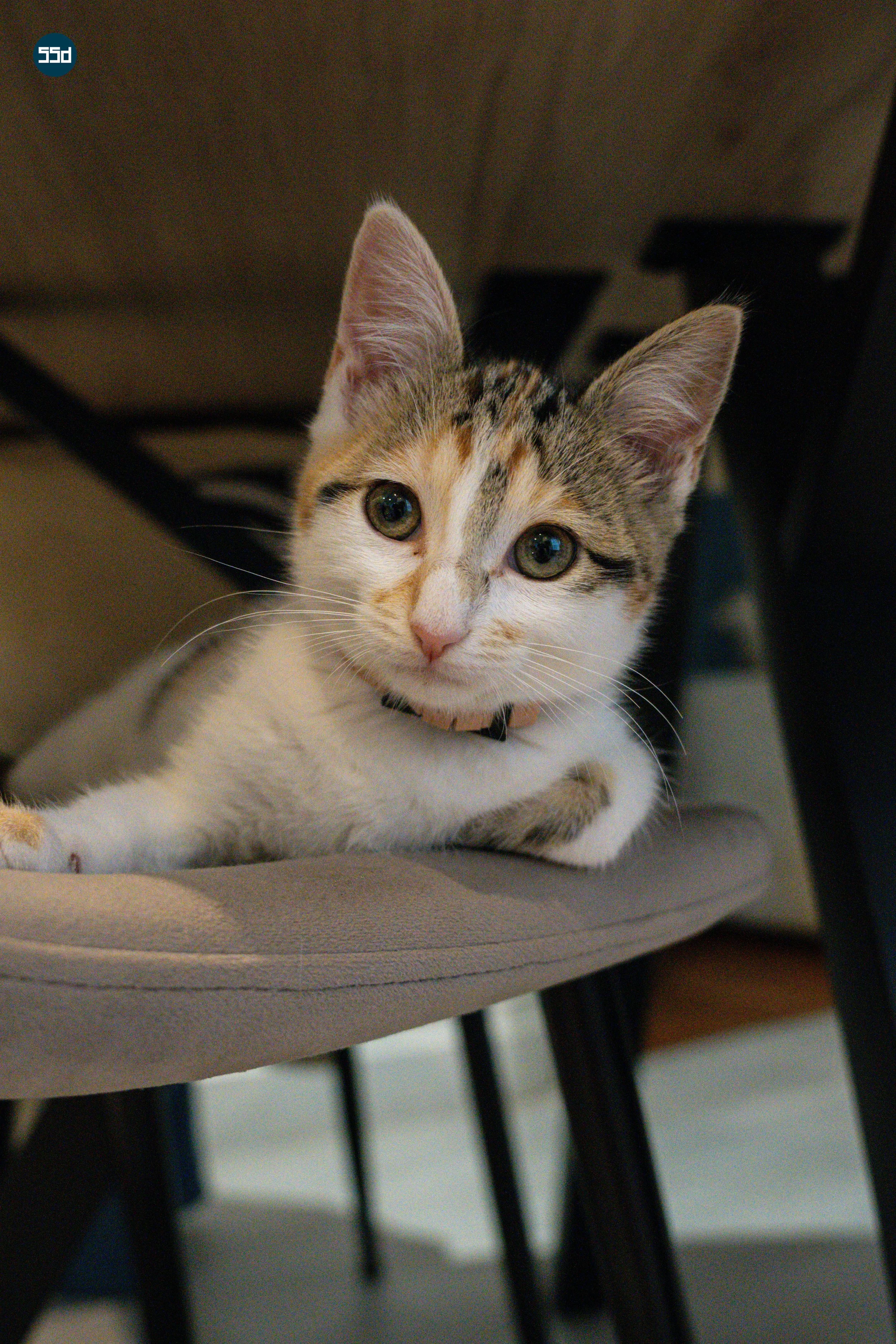 Un chaton mignon à poils courts, blanc avec des taches noires et brunes, regardant l'objectif, allongé sur une chaise beige.