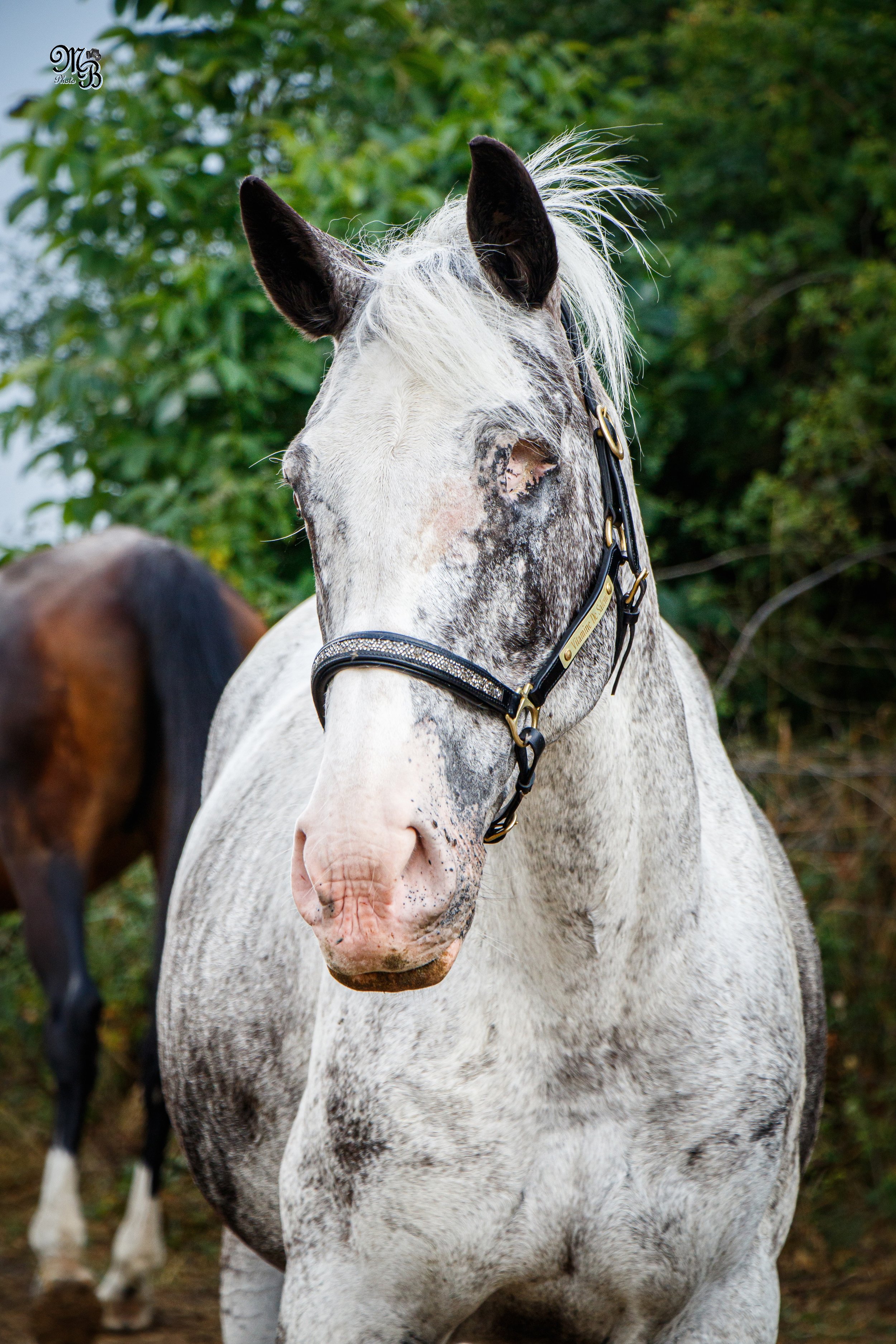 Un cheval tacheté gris et blanc avec une crinière blanche, portant un harnais, dans un environnement naturel avec des arbres en arrière-plan.