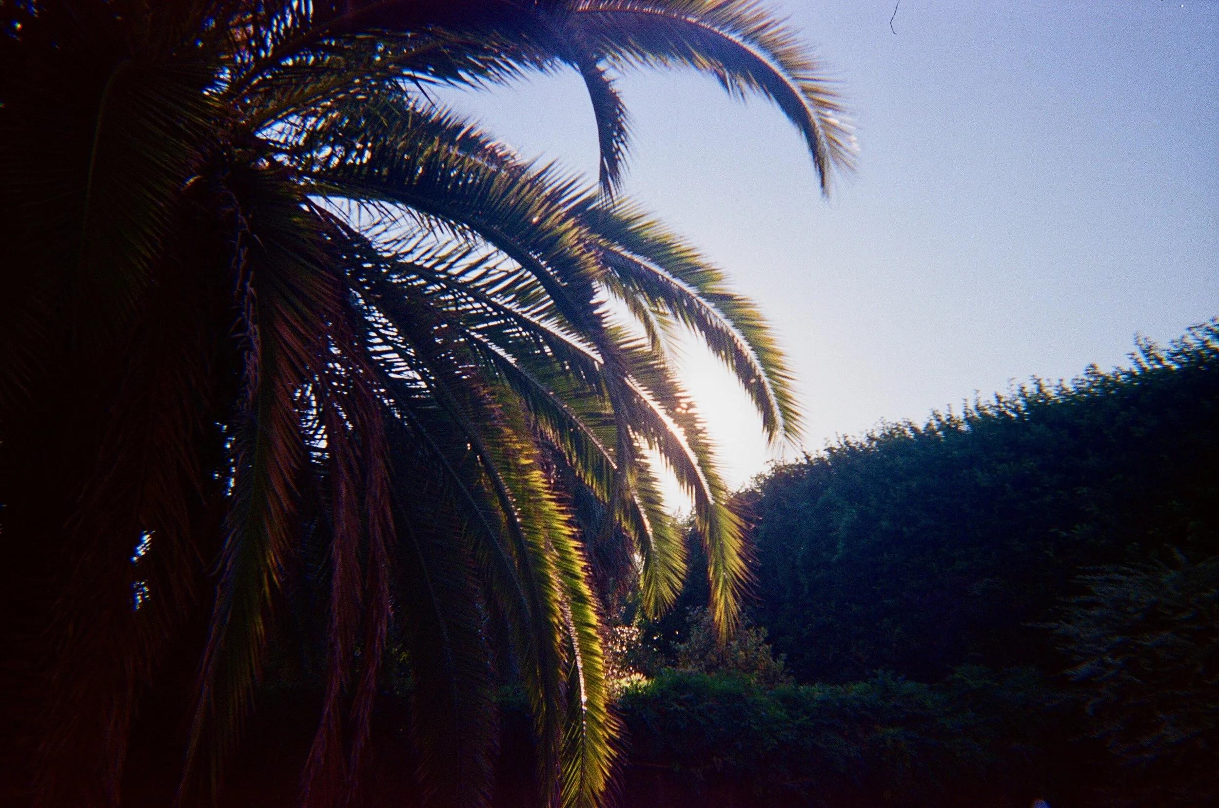 Palm Tree on Chapel Street