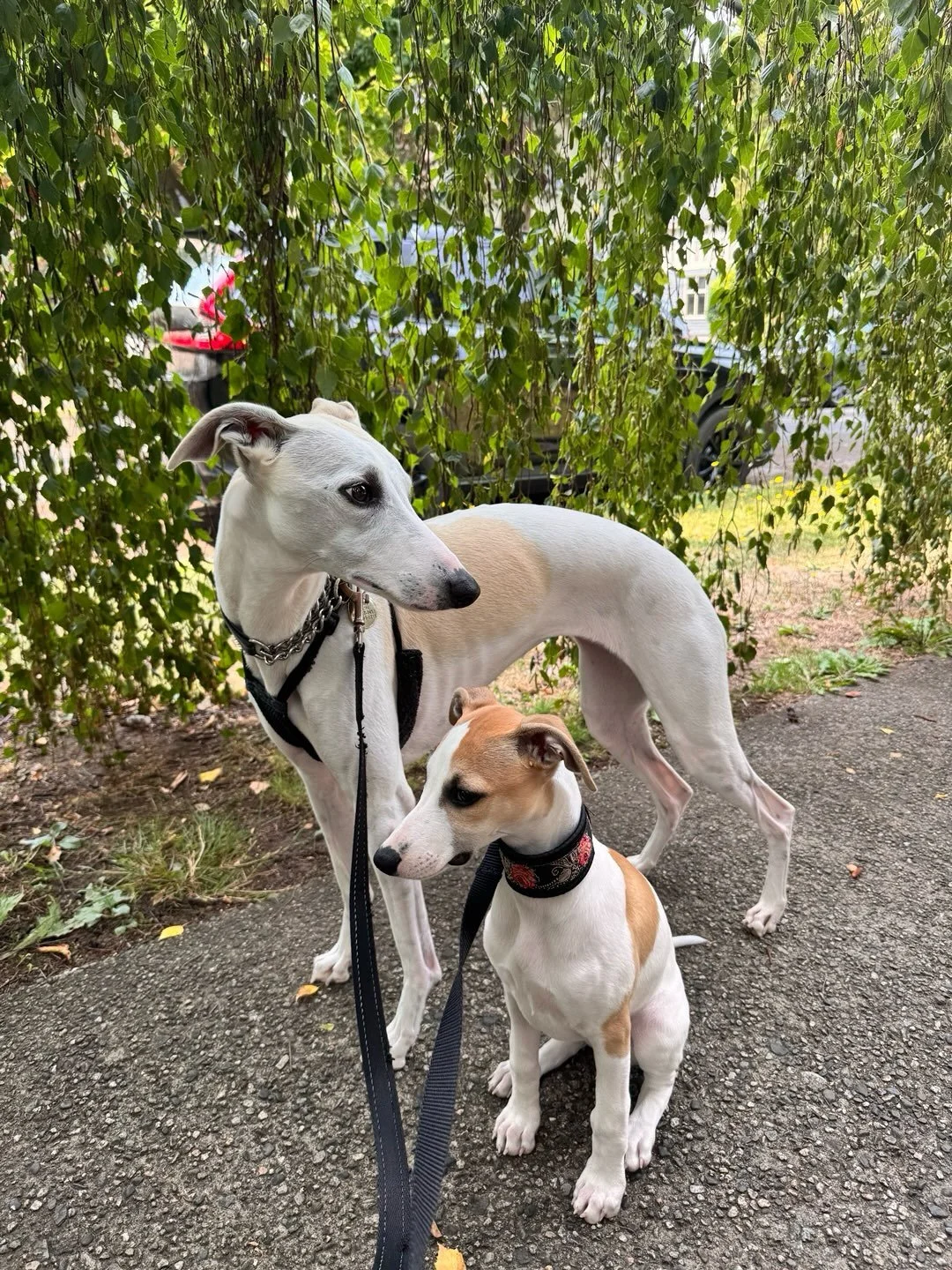 The newest member of Pale Hound Studio has been with us for only 5 days, and in that time has brightened our days and filled our hearts. 
These two are becoming fast friends, and I couldn&rsquo;t be happier. 
Welcome to the clan baby Fiadh 💞💫

#hou