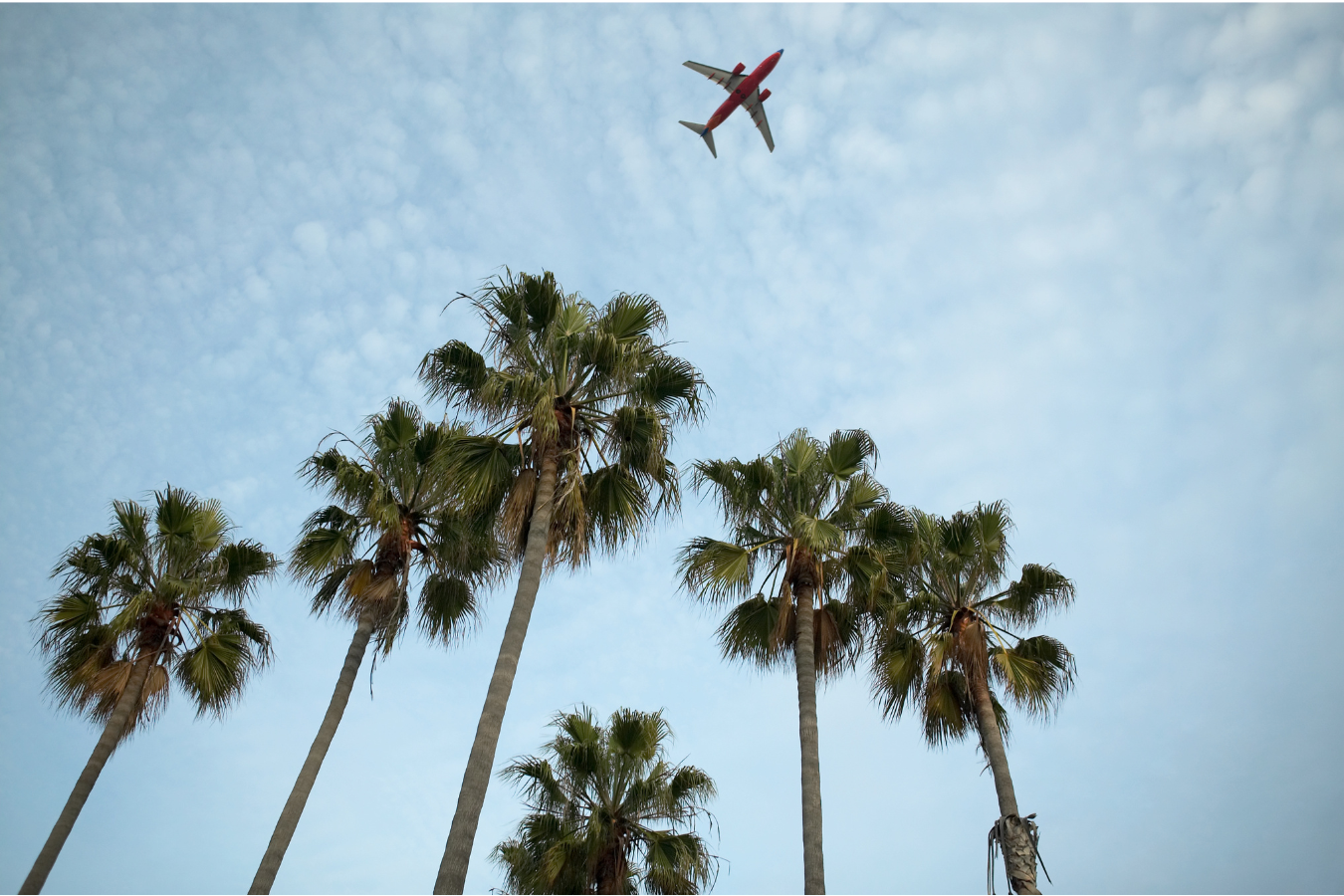 Several tall palm trees viewed from below with an airplane flying overhead in a partly cloudy sky.