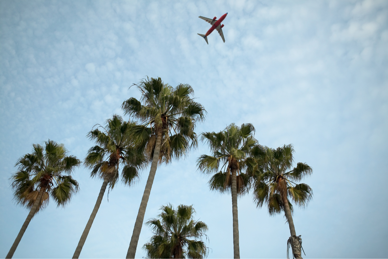 A view of tall palm trees with a grayish-brown airplane flying in the blue sky overhead.
