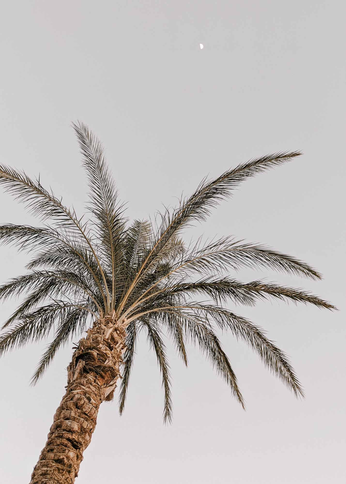 A tall palm tree with a textured trunk and long, arching fronds set against a clear sky with a visible moon.