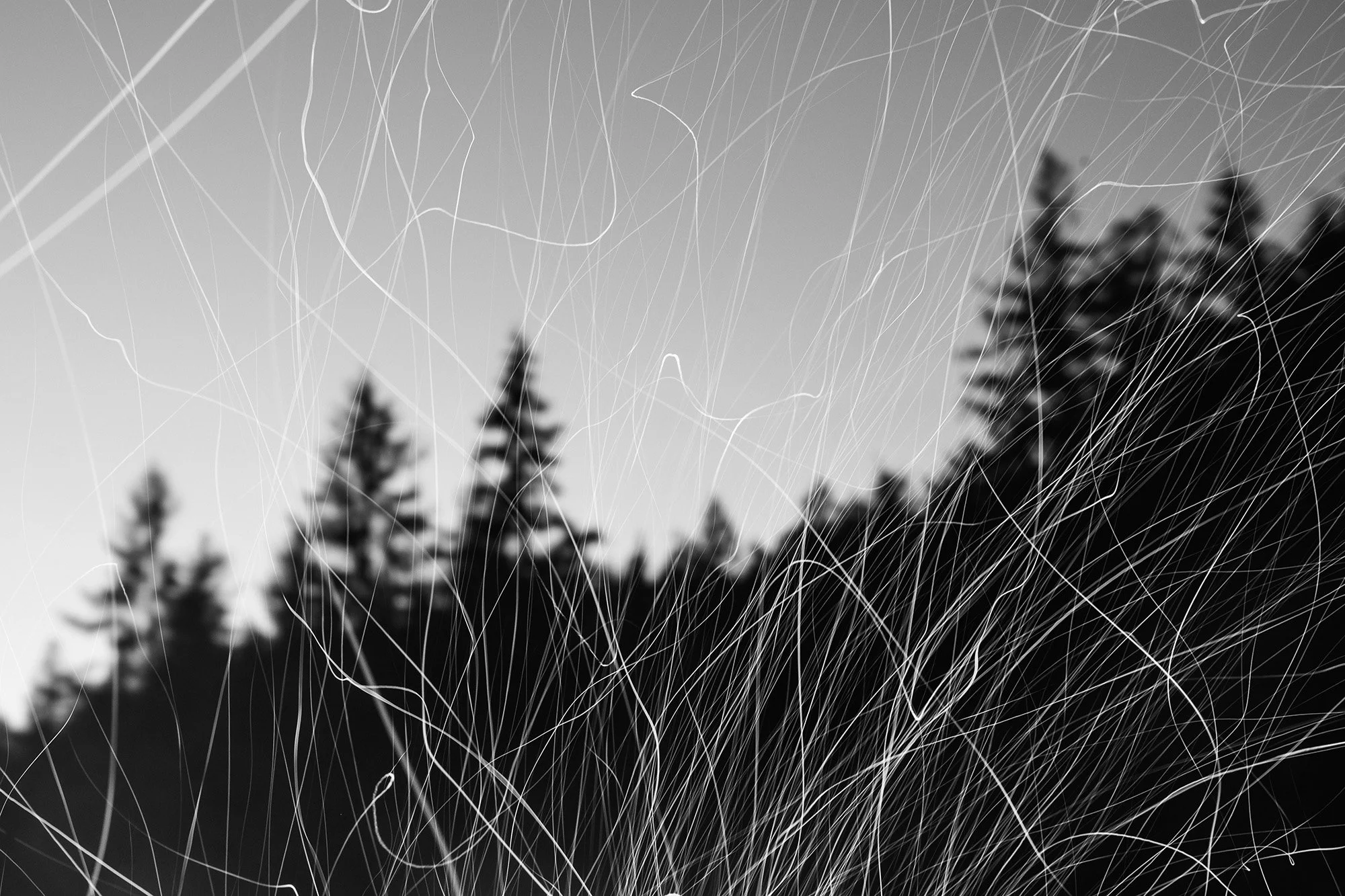 human disturbance - #7