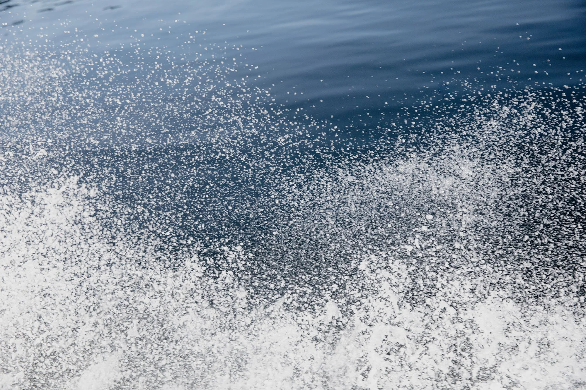 human disturbance - #11