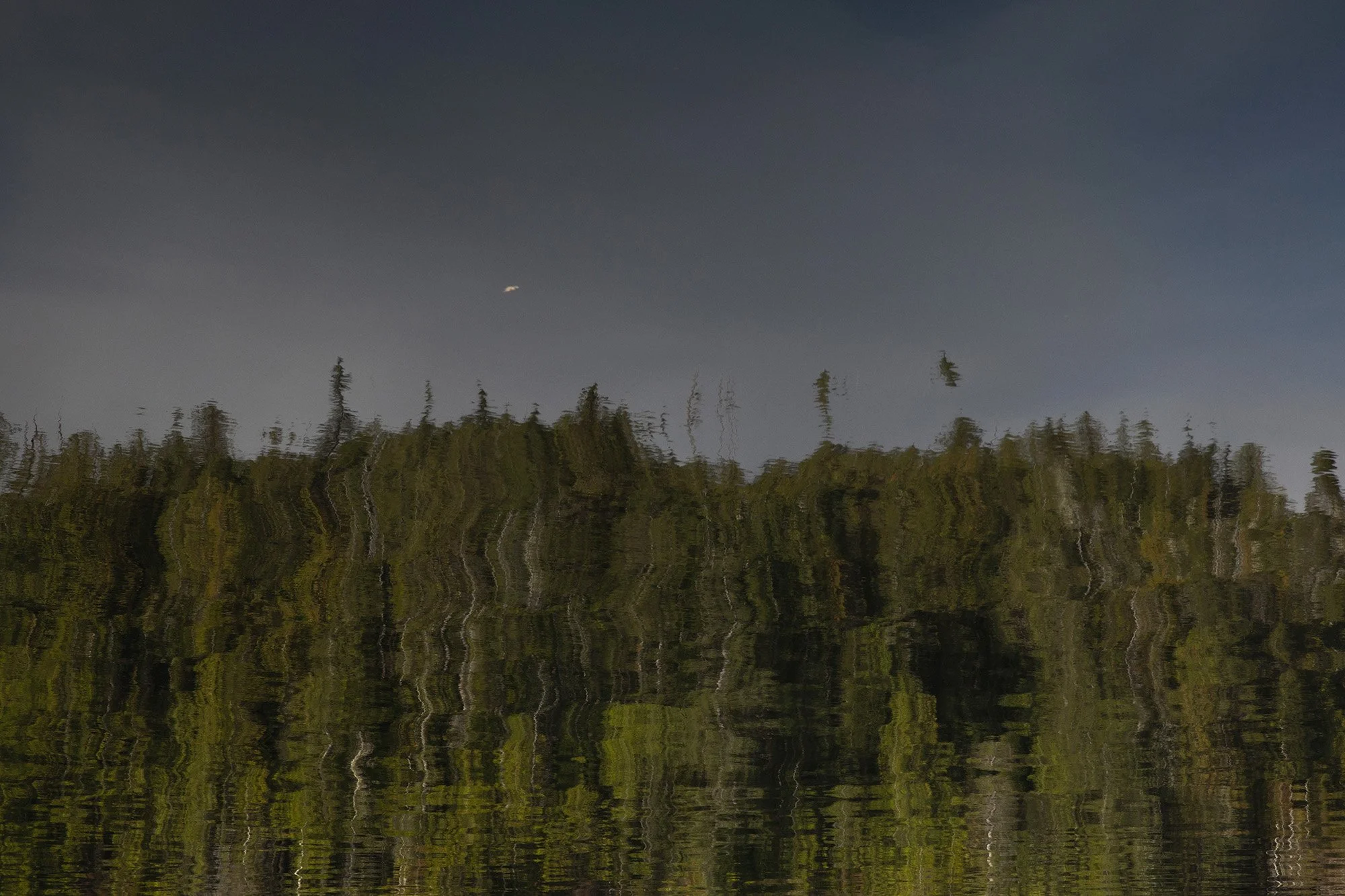 human disturbance - #10