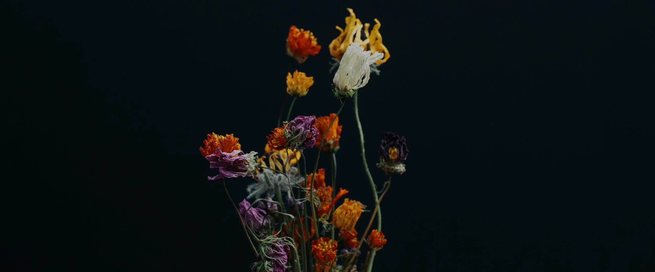 Dried multicolored flowers against a dark background.