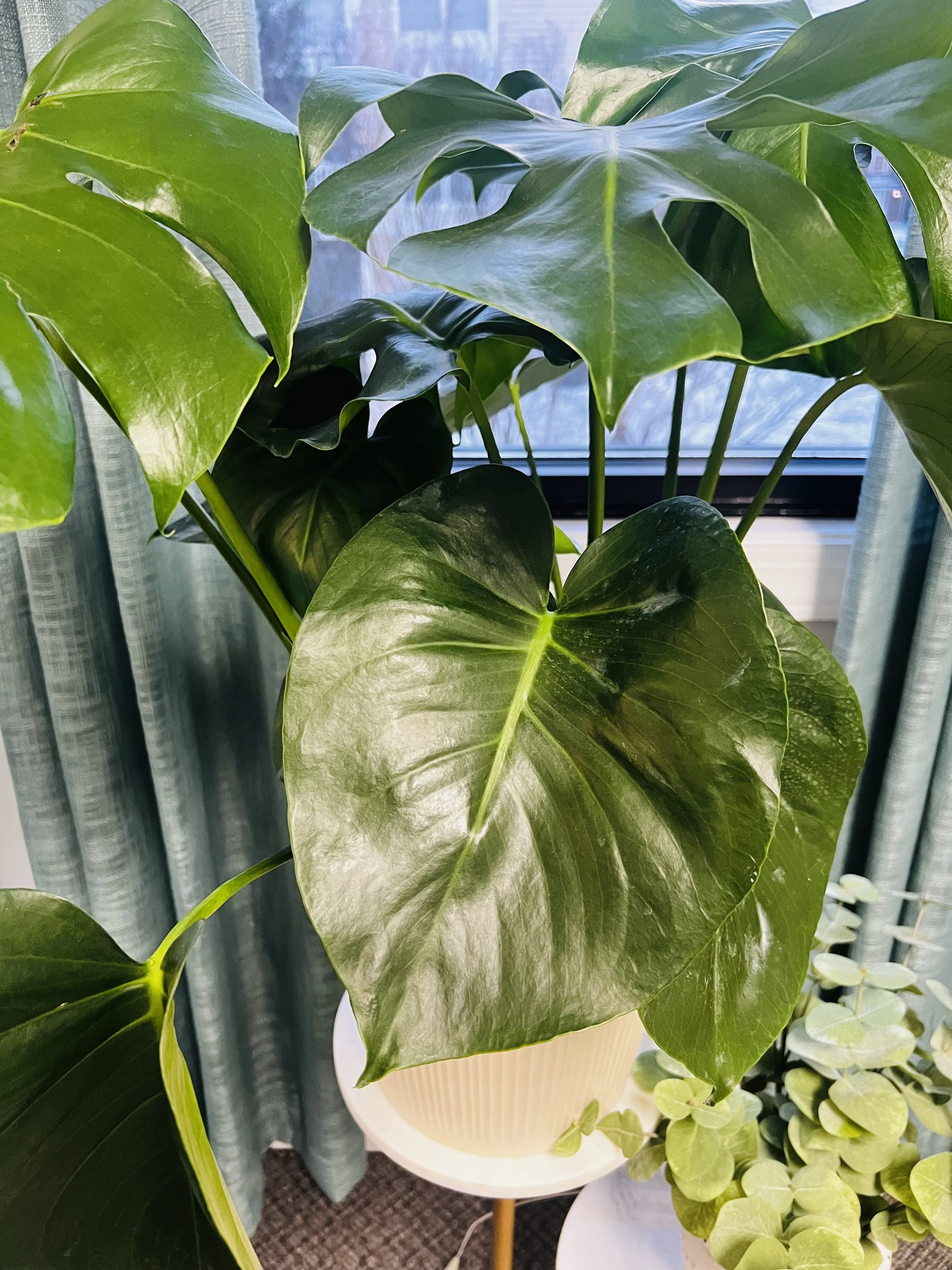 Sxuations Office for Sex Therapy Couples and Marriage Counseling in Burlington NC with Taneka M. Bennett plants in office.