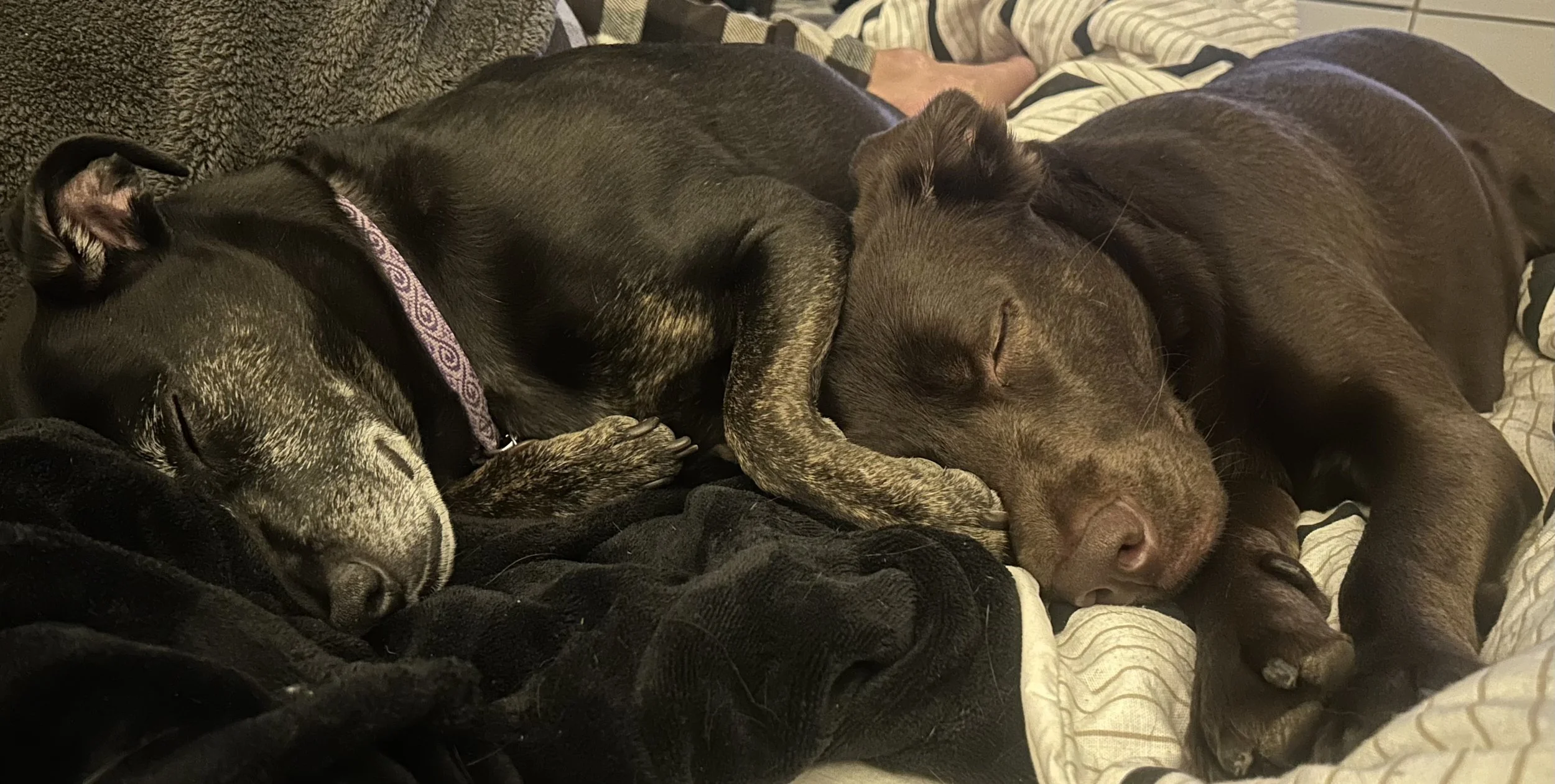 Two dogs peacefully sleeping together on a bed, one black with a lavender collar and the other brown. They are cuddled close to each other, resting on blankets and sheets.