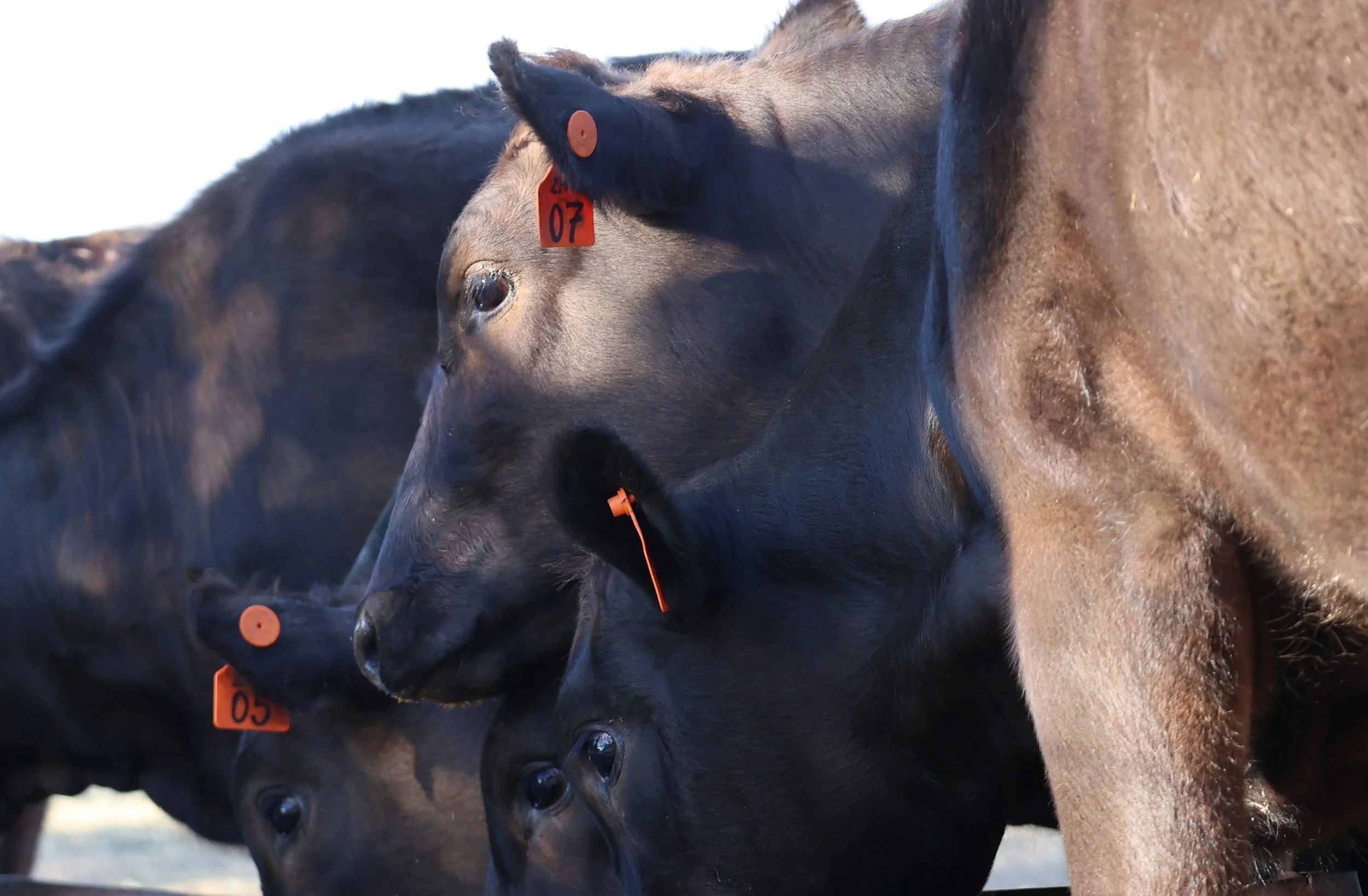 Three black cows with orange ear tags standing close together outdoors.