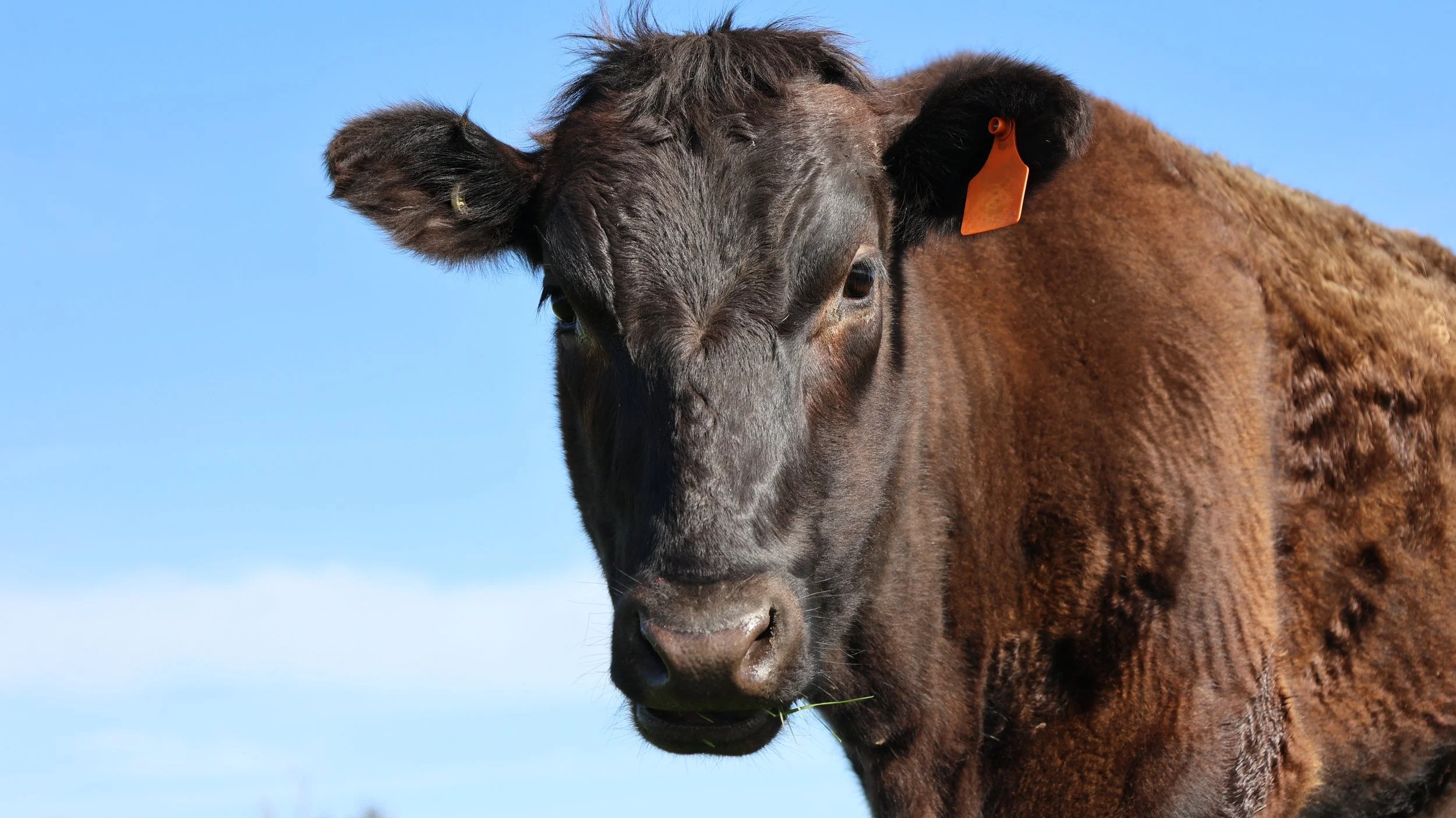 Close-up of a brown cow with one ear tagged, standing outdoors against a blue sky.