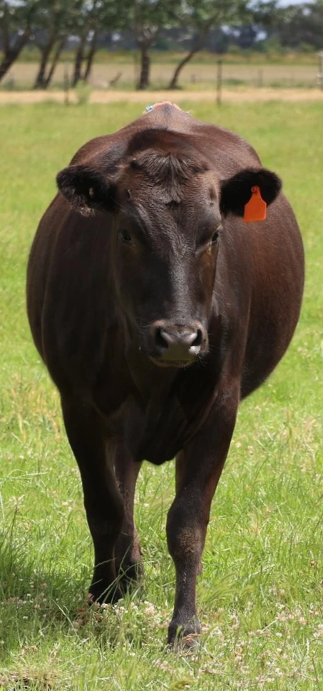 A black cow with an orange ear tag walking in a grassy field with trees and fencing in the background.