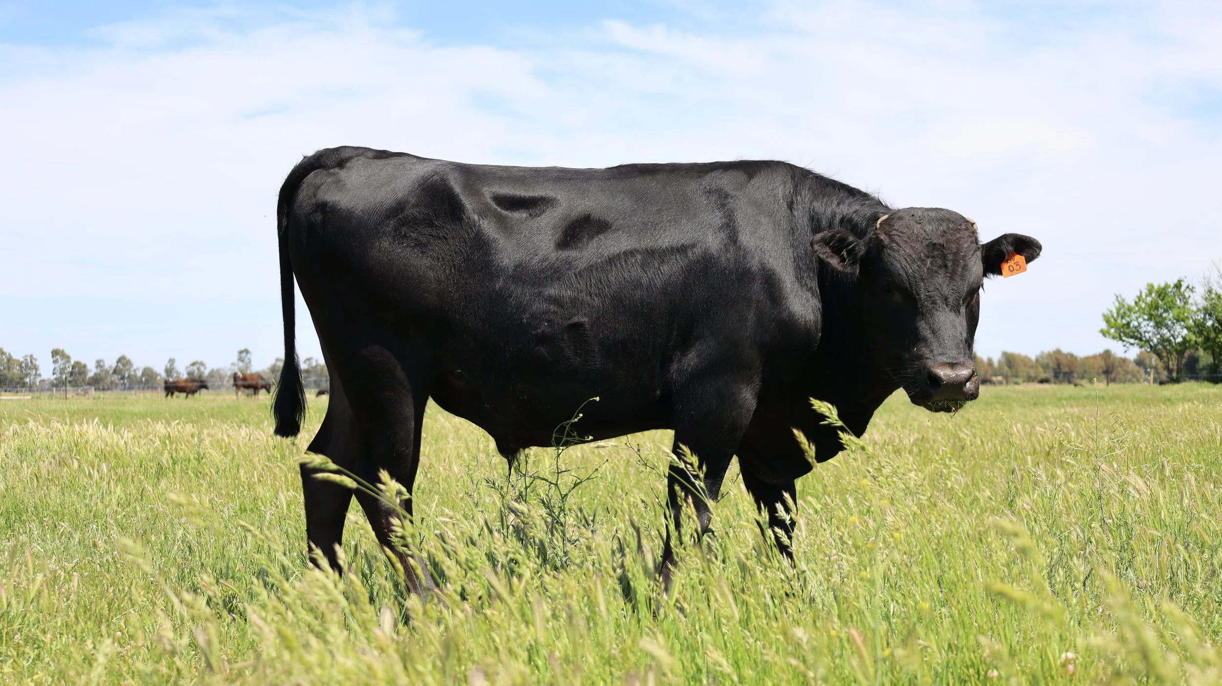 A black cow standing in a grassy field on a sunny day, with a blue sky and trees in the background.