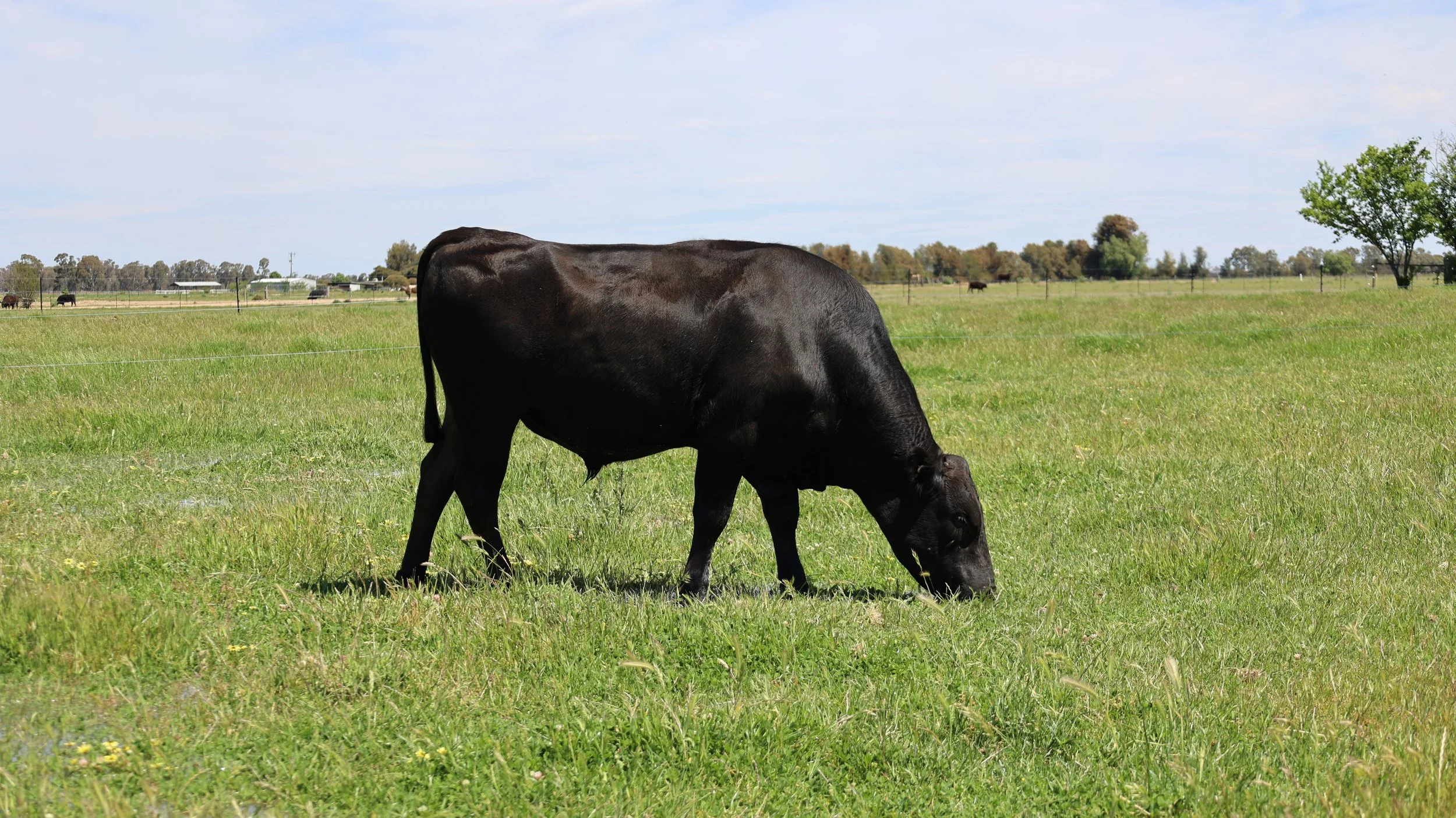 Black cow grazing on a grassy field under a partly cloudy sky.
