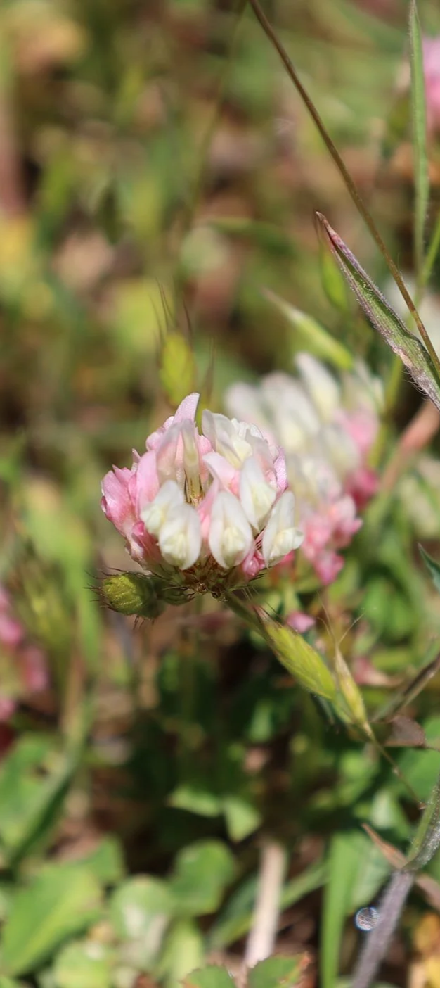 Close-up of a pink and white wildflower blooming amidst green grass and foliage.