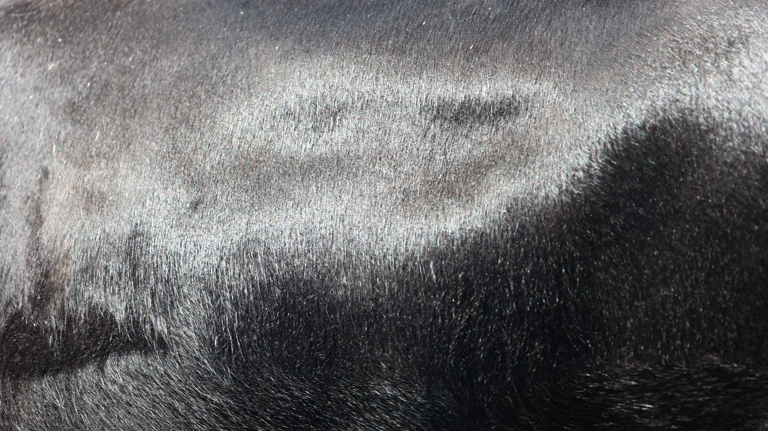 Close-up of black and grey dog fur showing detailed hair texture.