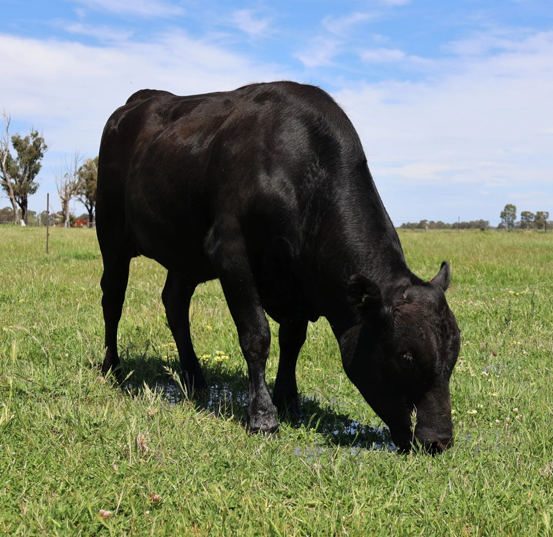 A black cow grazing on green grass in a pasture with a blue sky and a few trees in the background.