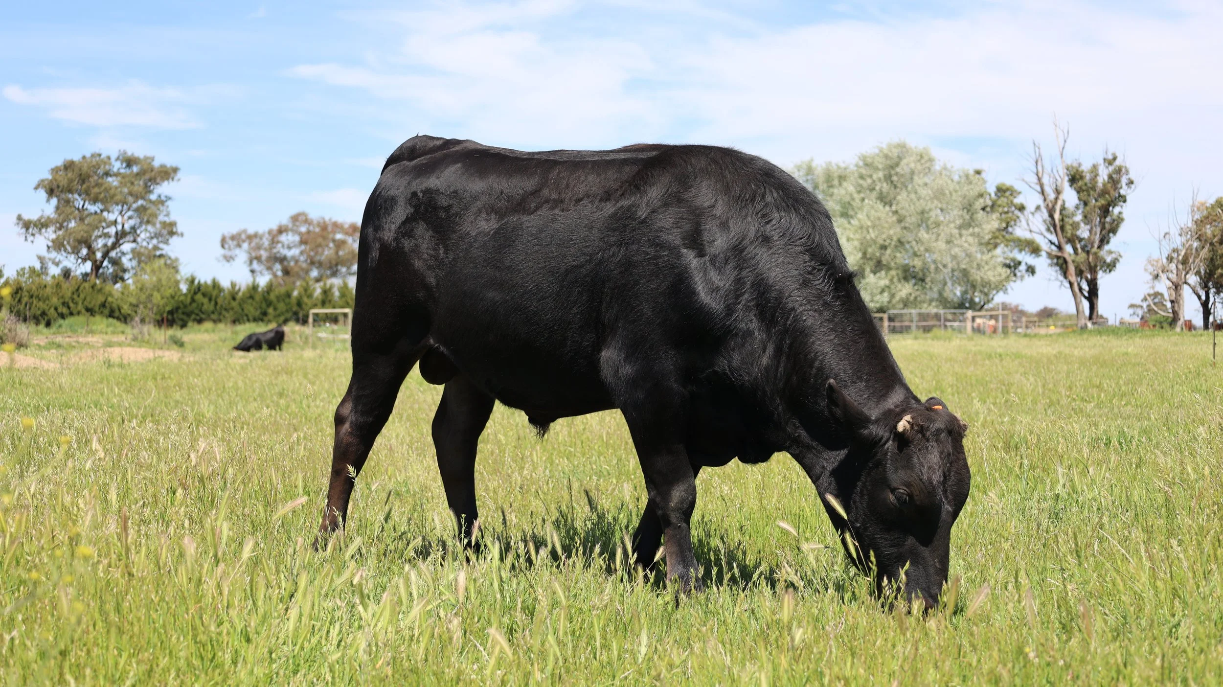 A black cow grazing in a green field with trees and a blue sky in the background.
