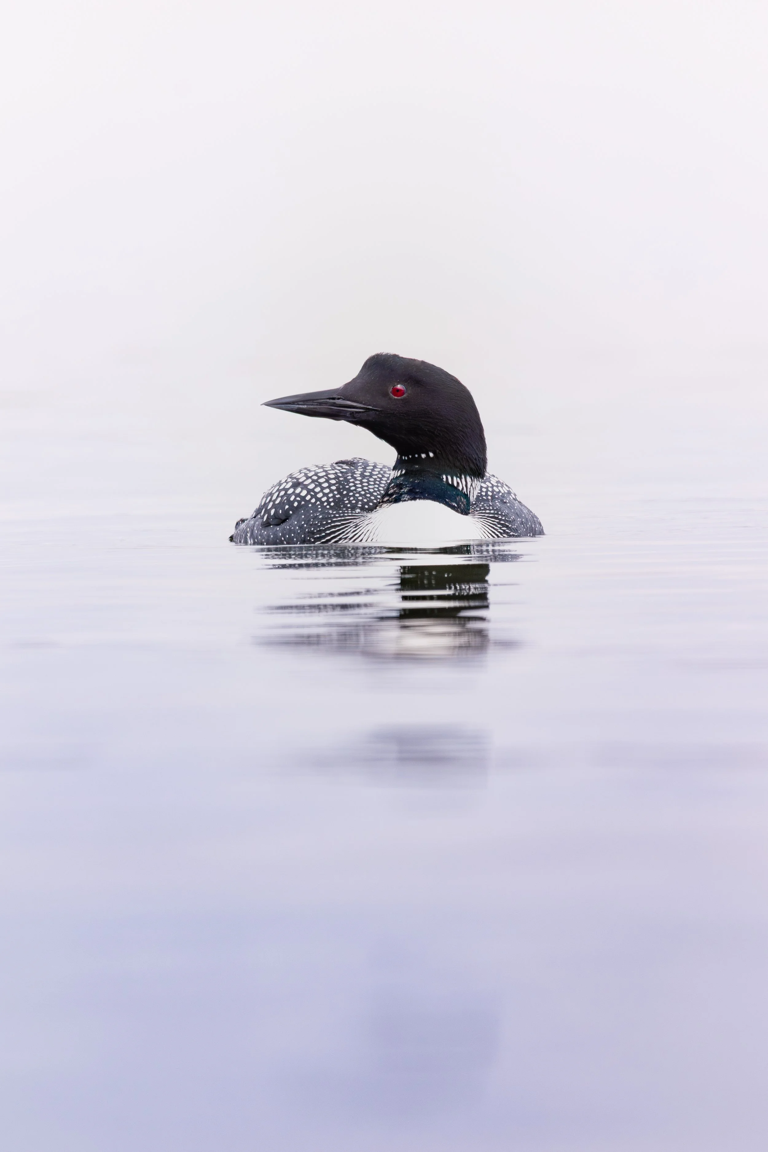 Common Loon_1.jpg