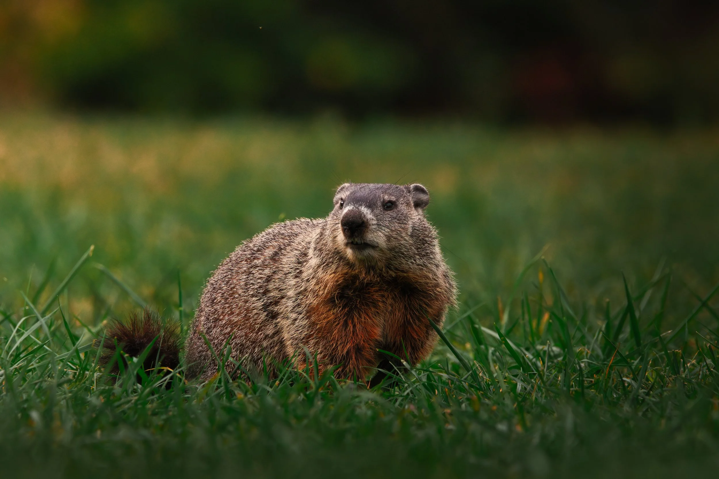 Woodchuck.jpg
