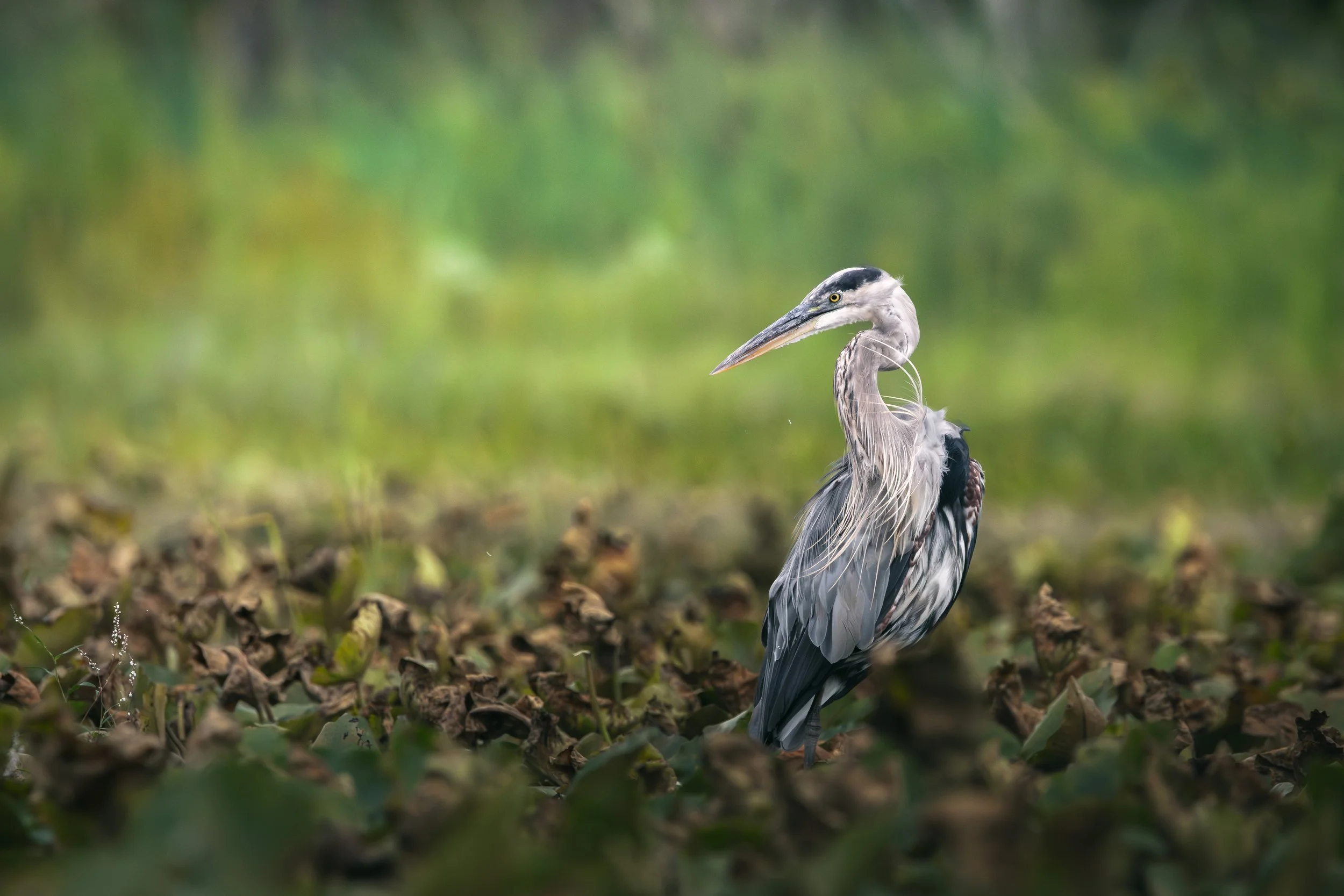 Great Blue Heron_6.jpg