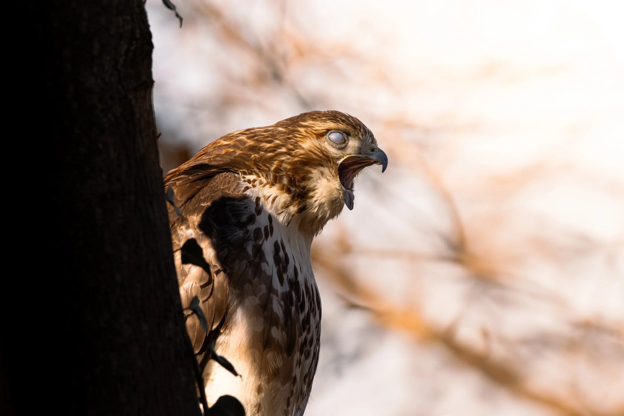 Red Tailed Hawk_4.jpg