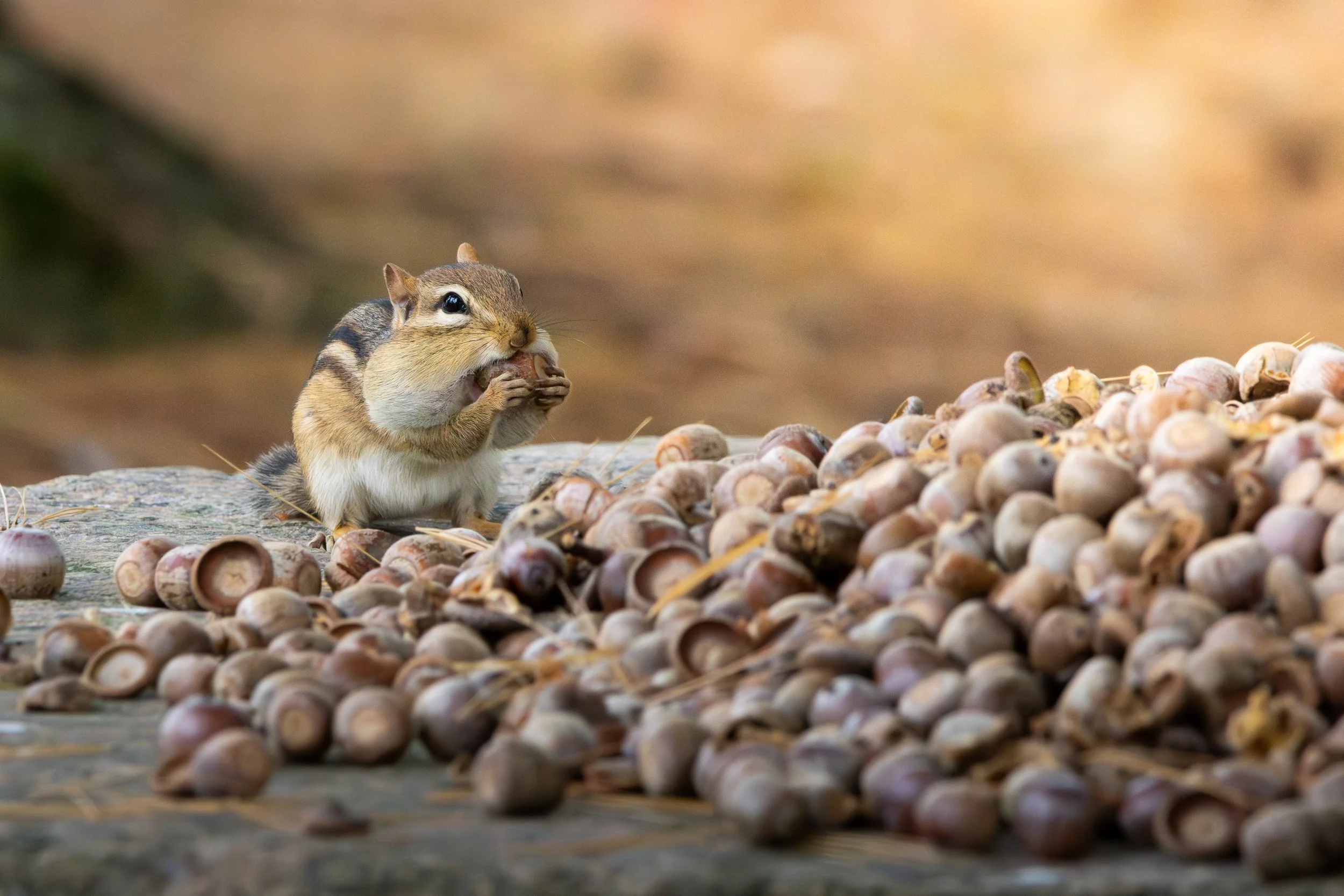 Chipmunk_4 - Copy.jpg
