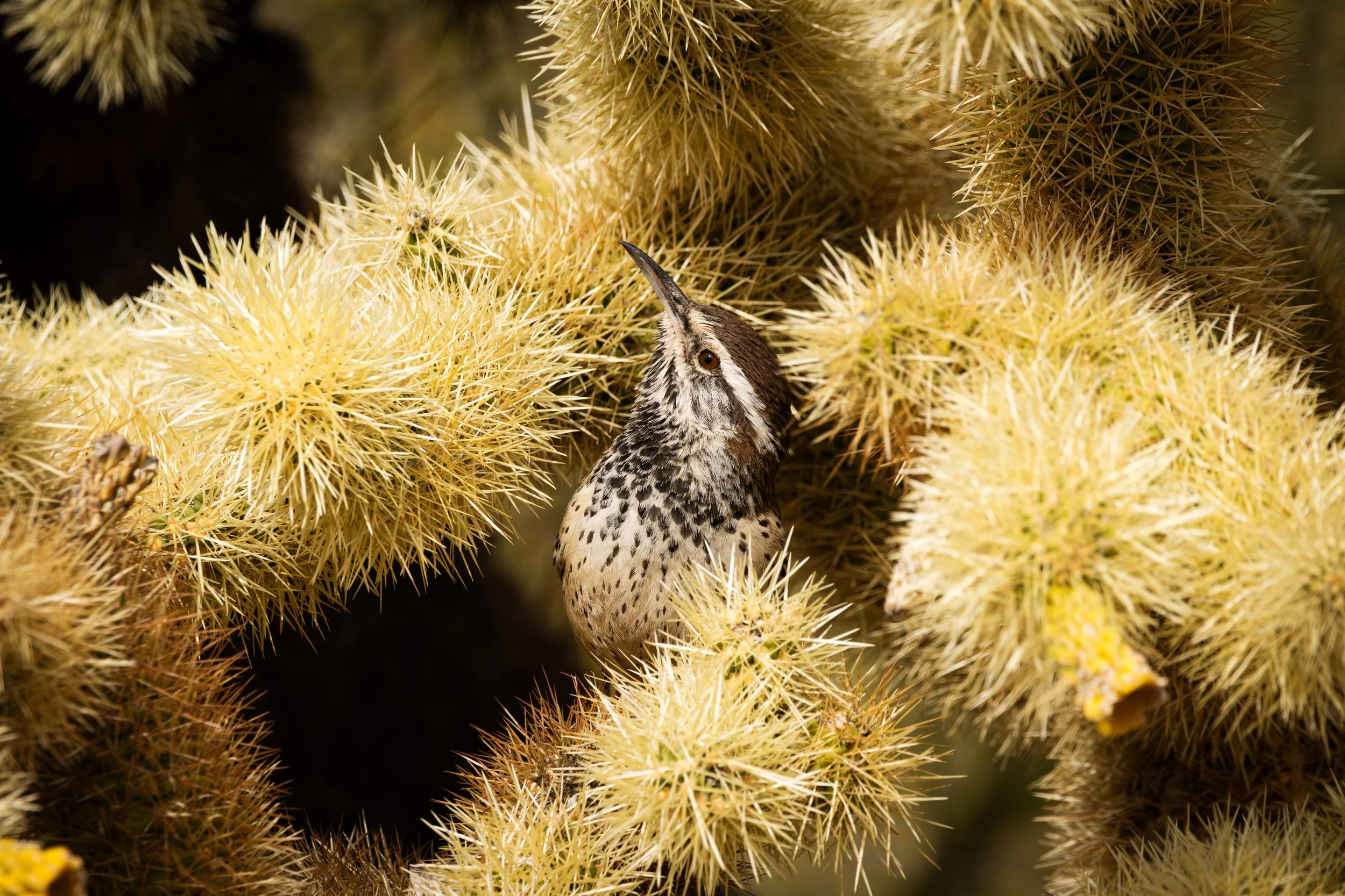 Cactus Wren_2.jpg