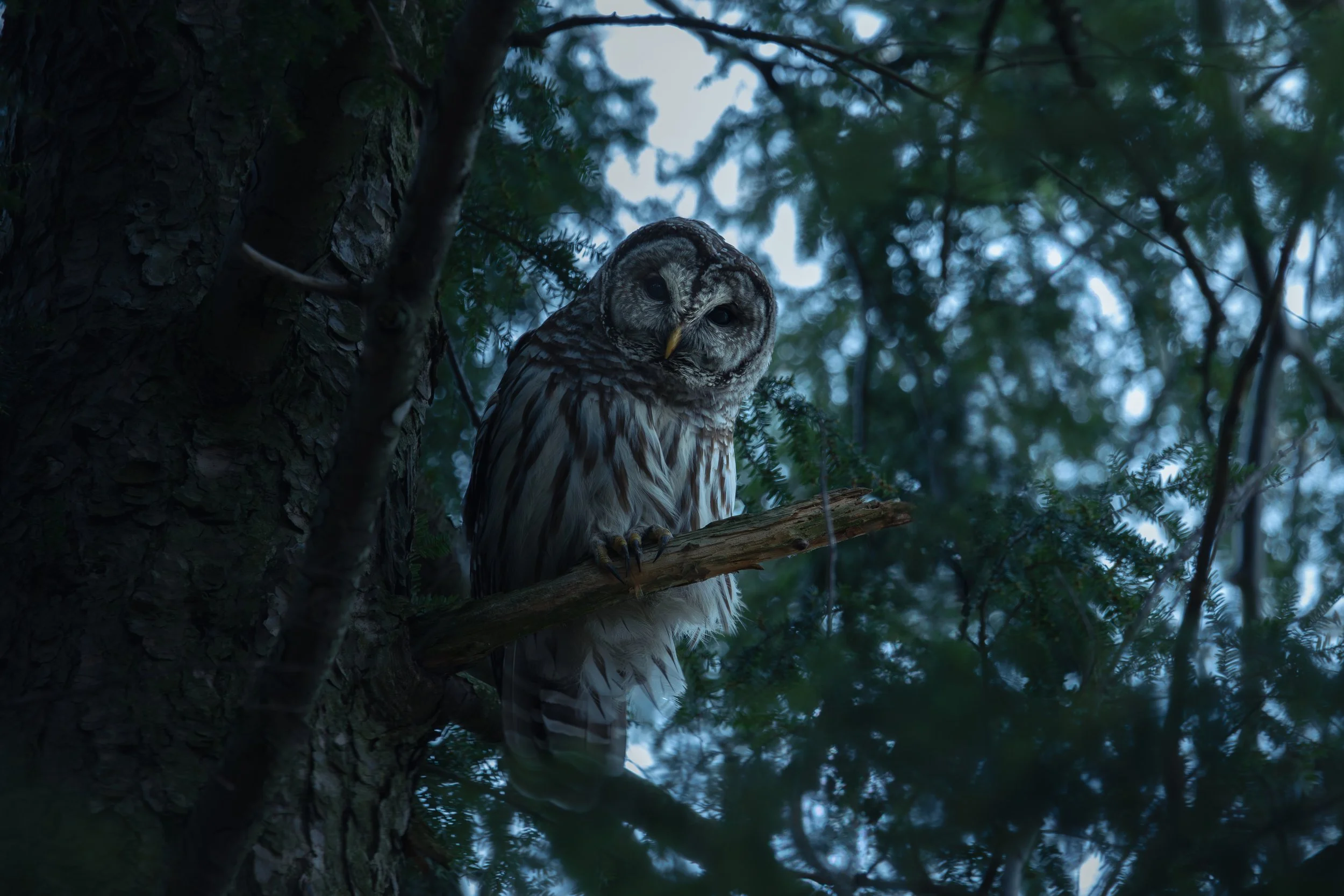 Barred Owl_8.jpg