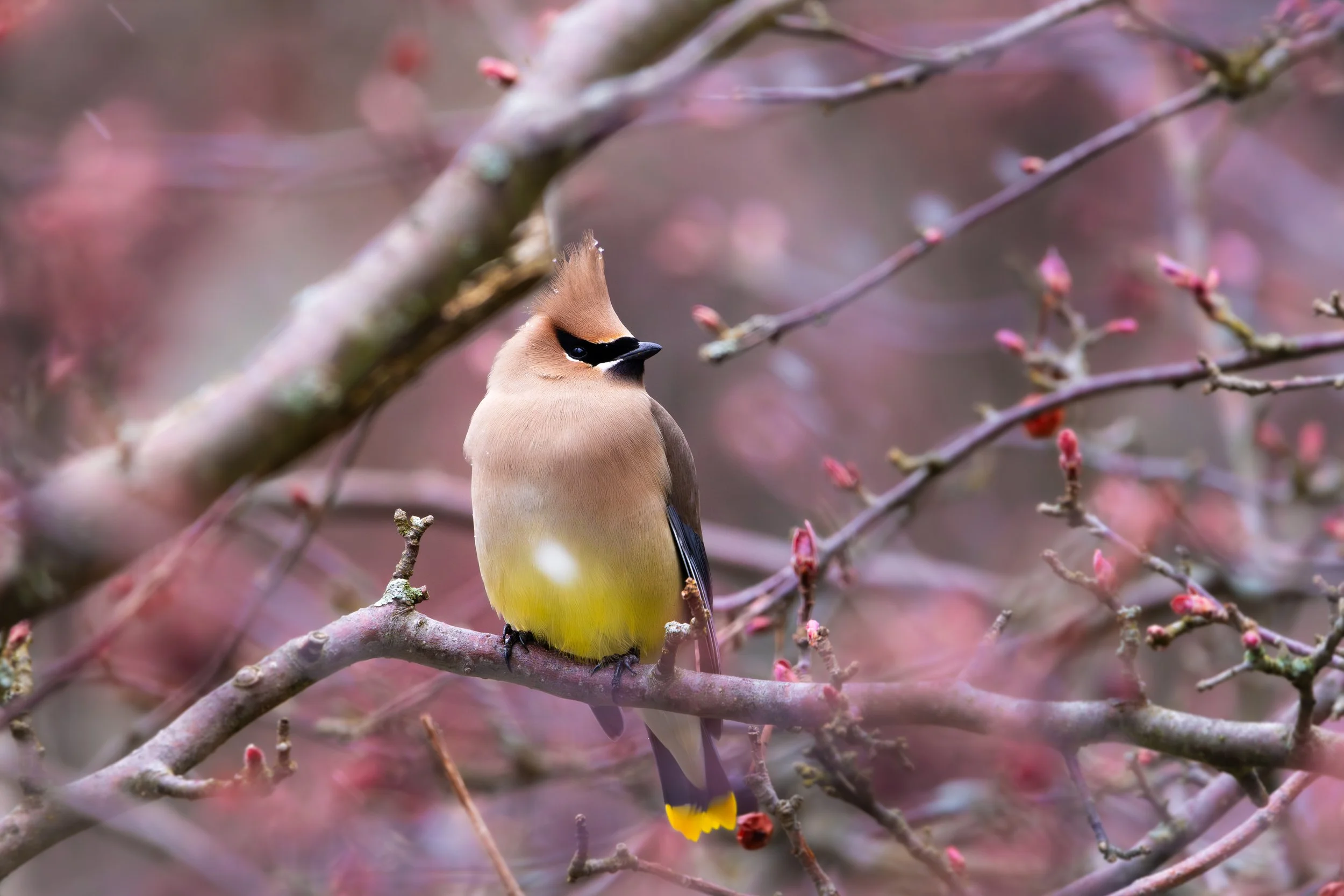 Cedar WaxwingIn the pink snow.jpg