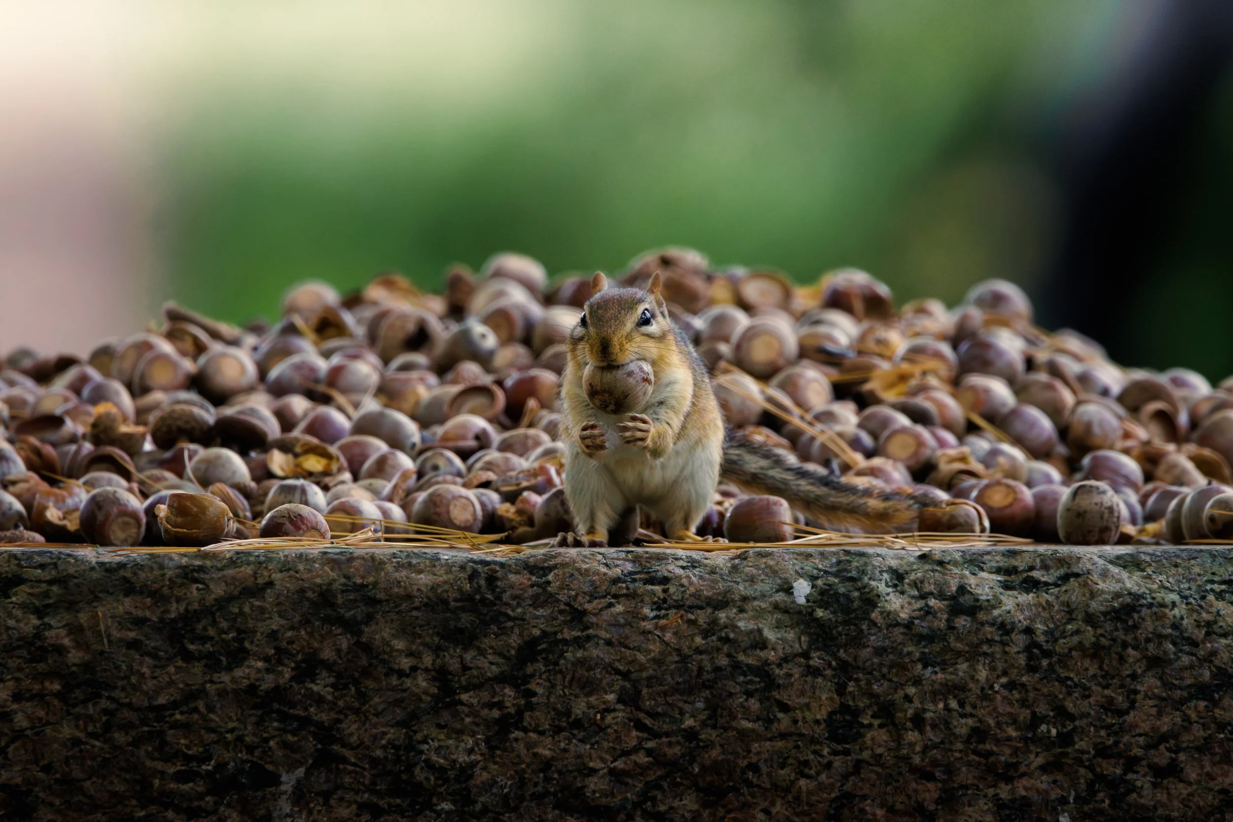 Chipmunk - Copy-2.jpg