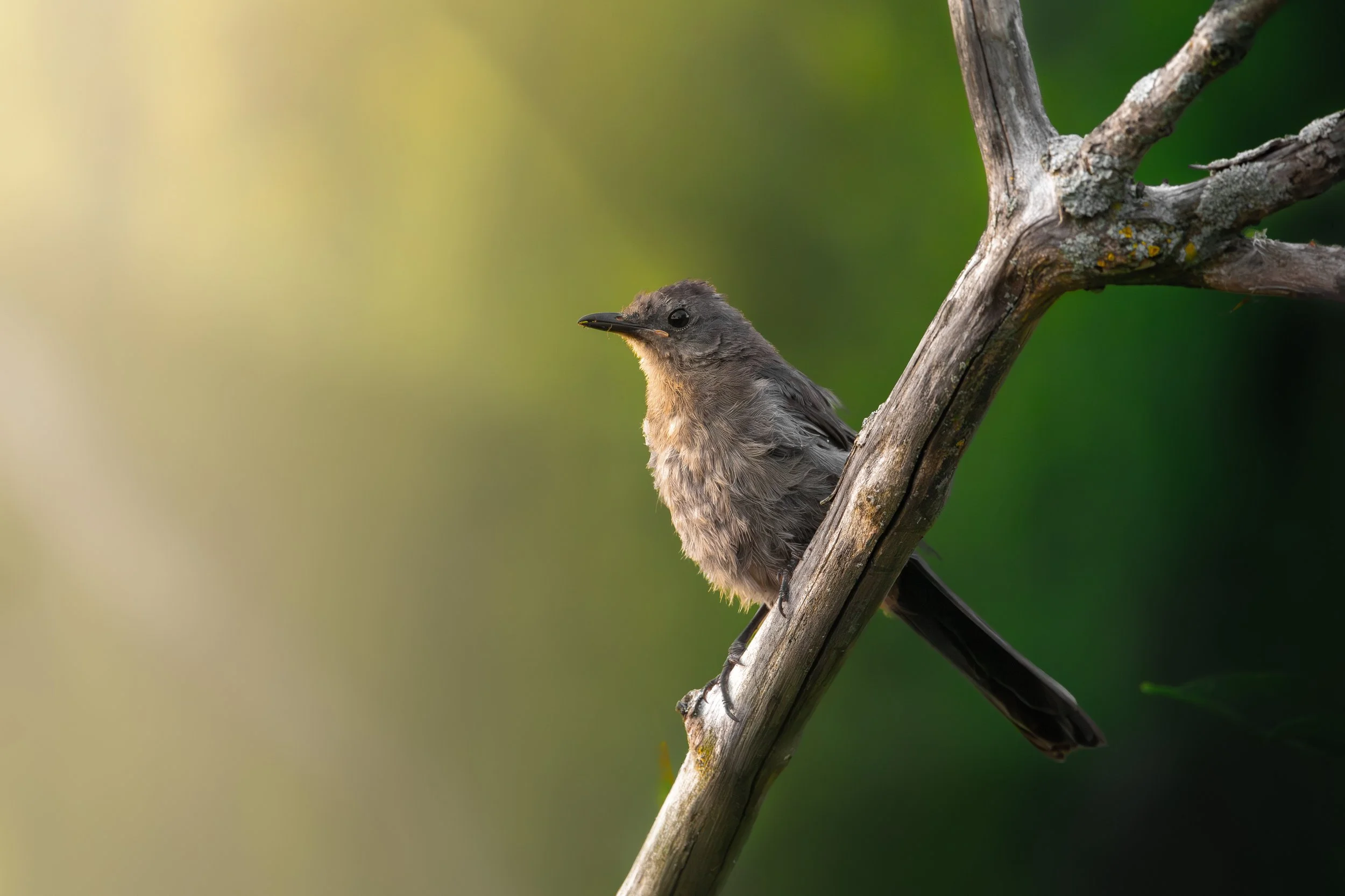 Catbird in color.jpg